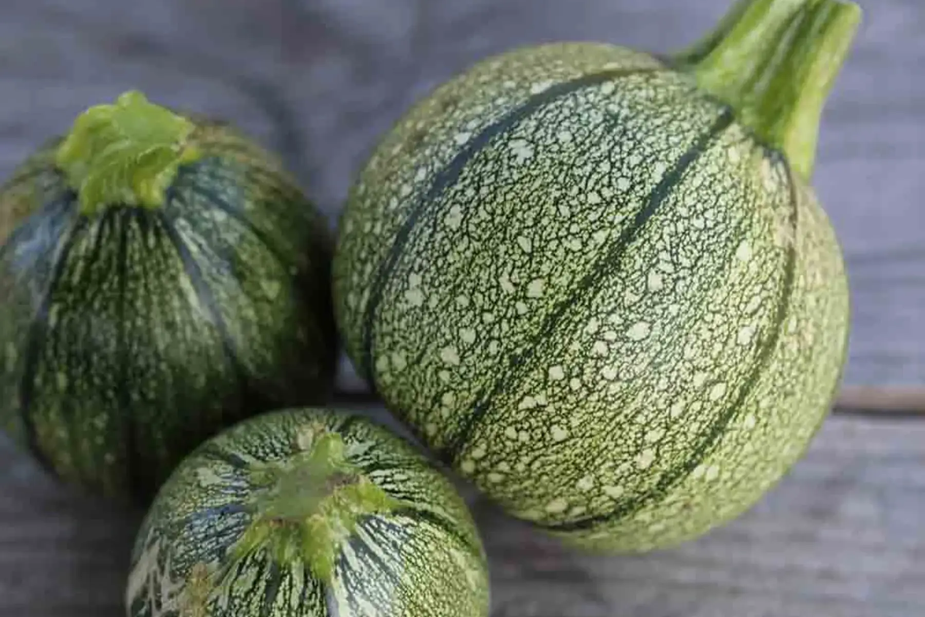 Courgette ronde de nice (bio)