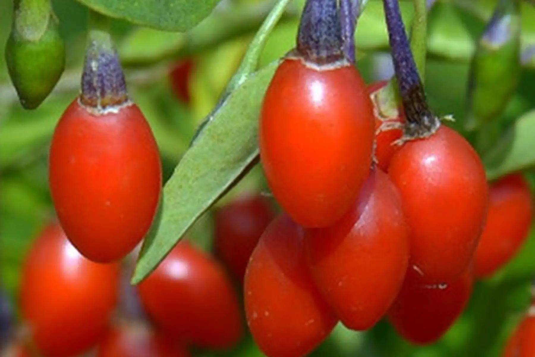 Baie de goji korean big