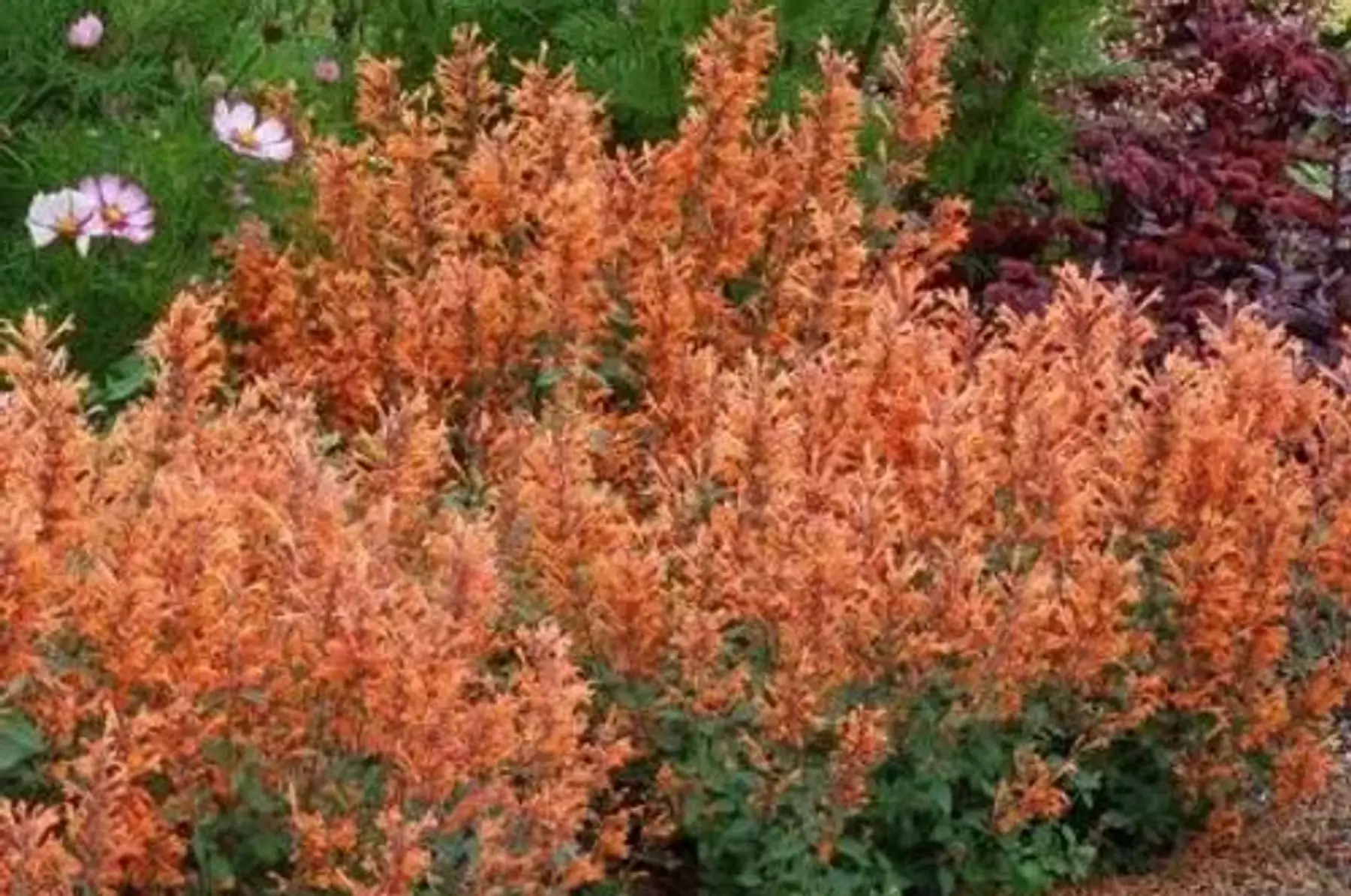 Agastache kudos mandarin