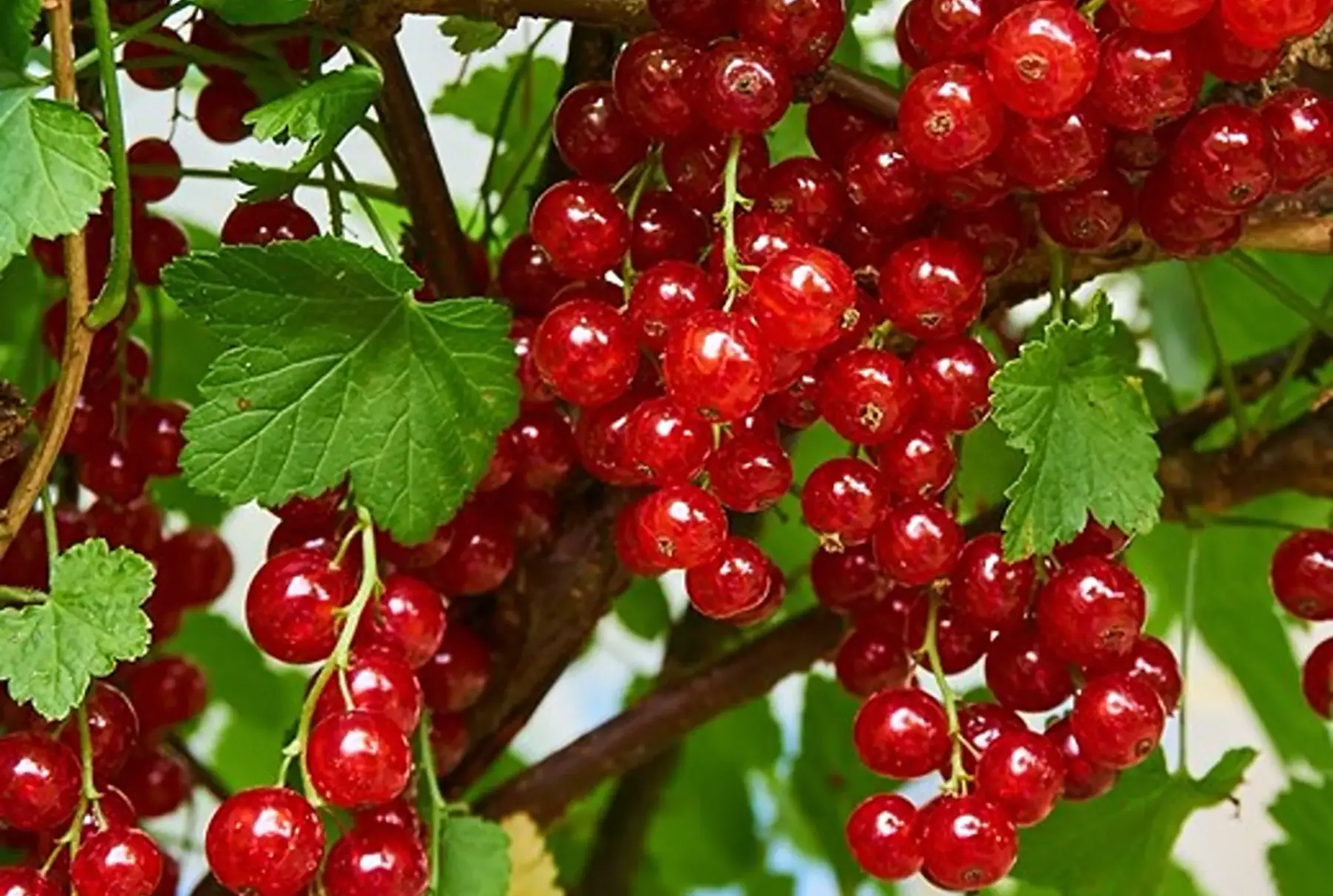 Groseillier à grappes London Market