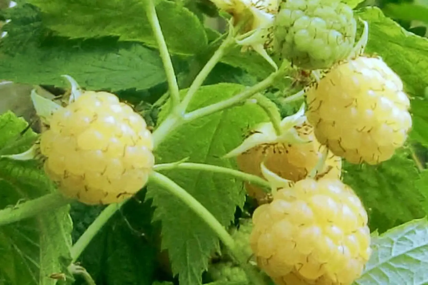 Framboisier Golden Everest (remontant)