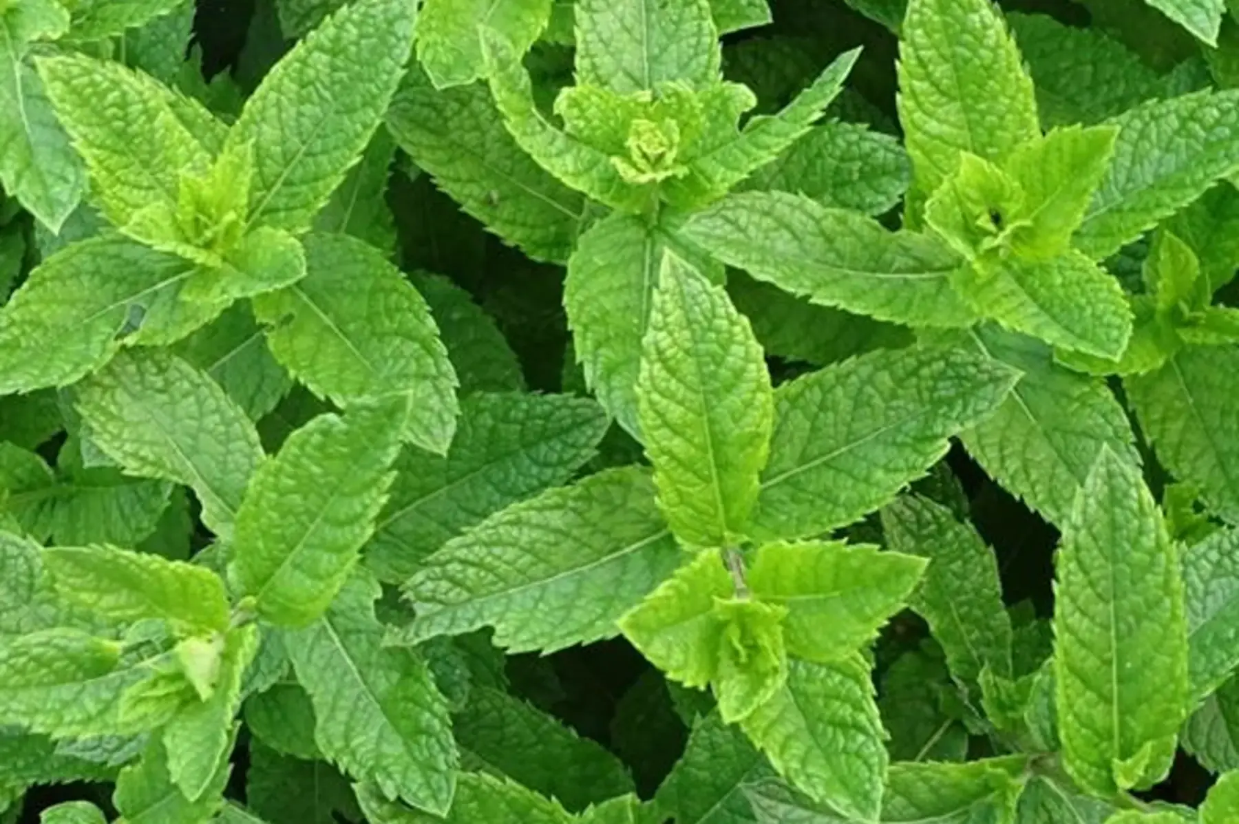 Menthe marocaine