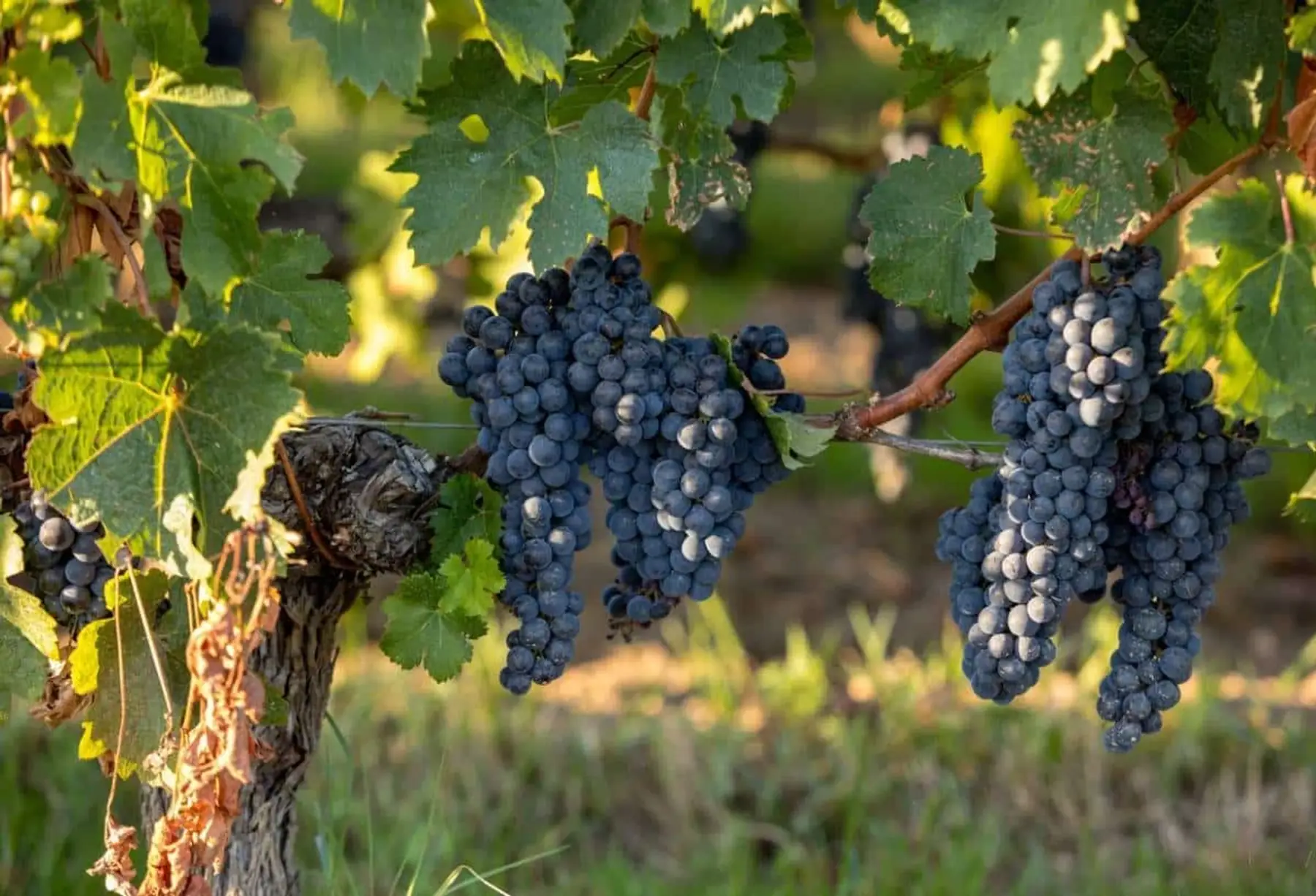 vigne Muscat bleu garnier