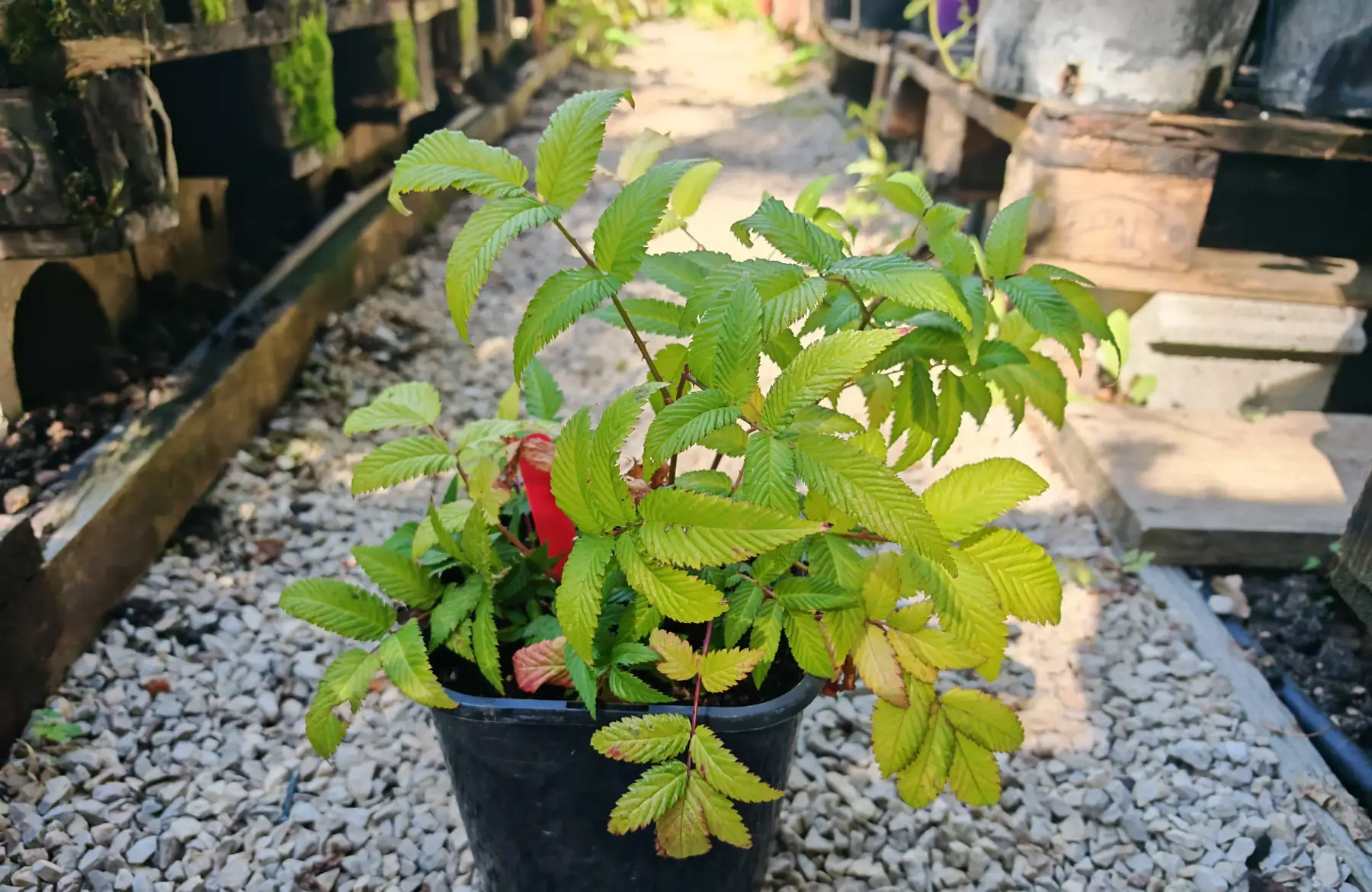 Framboisier fraise japonais