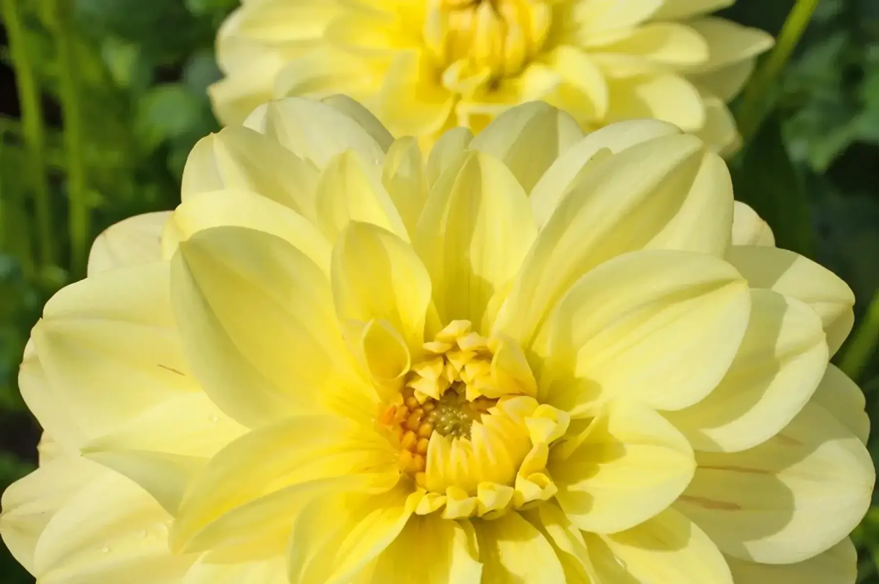 Dahlia camélia Glory of Heemstede