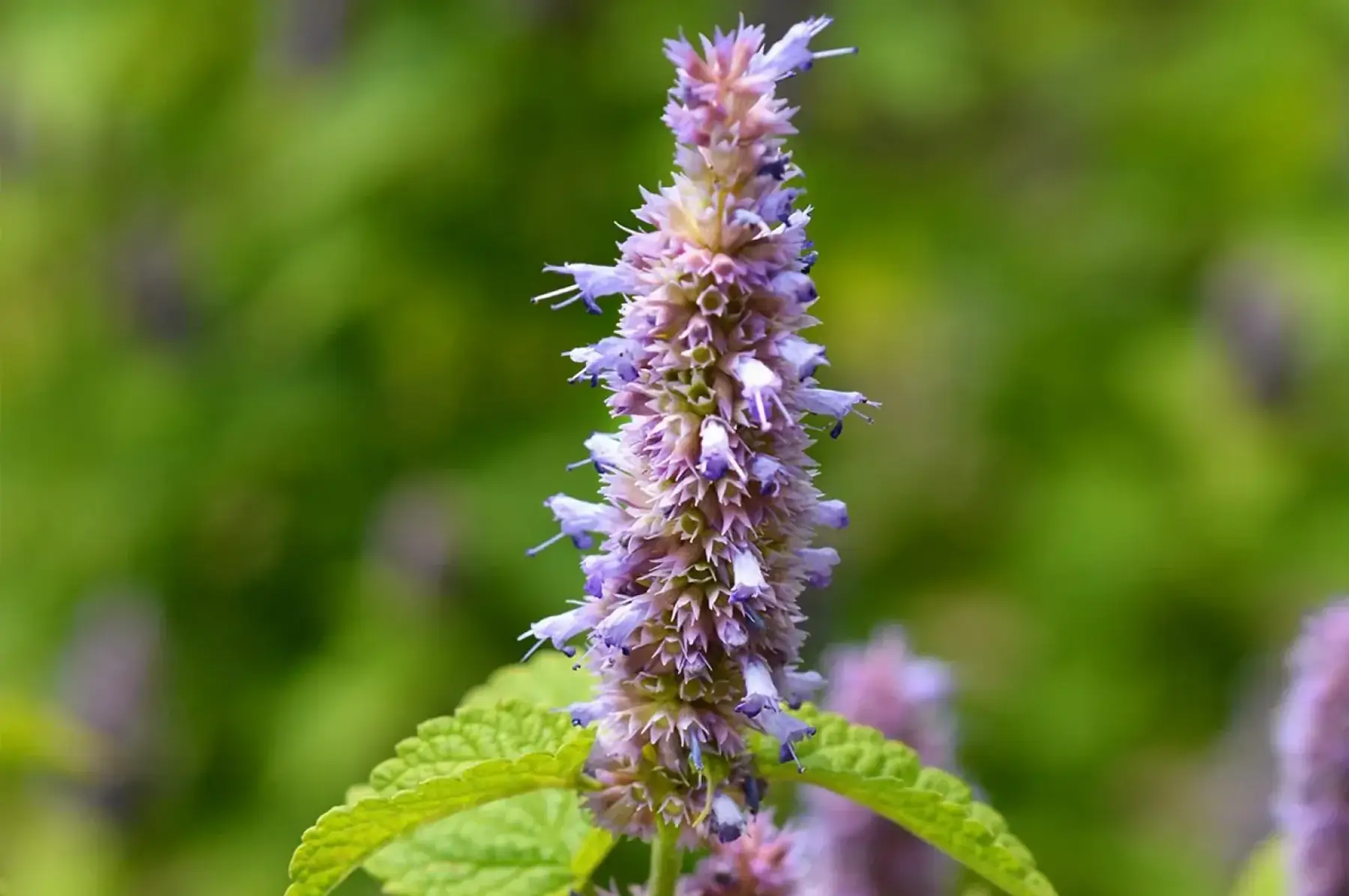 Agastache anisé