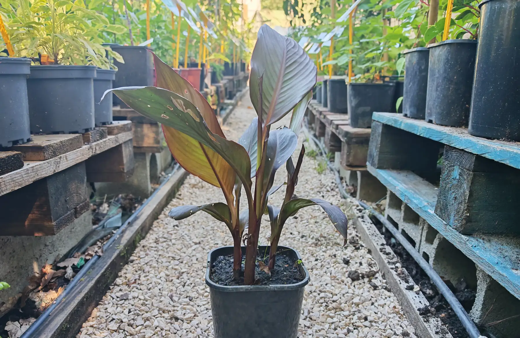 Canna rouge à feuilles rouges