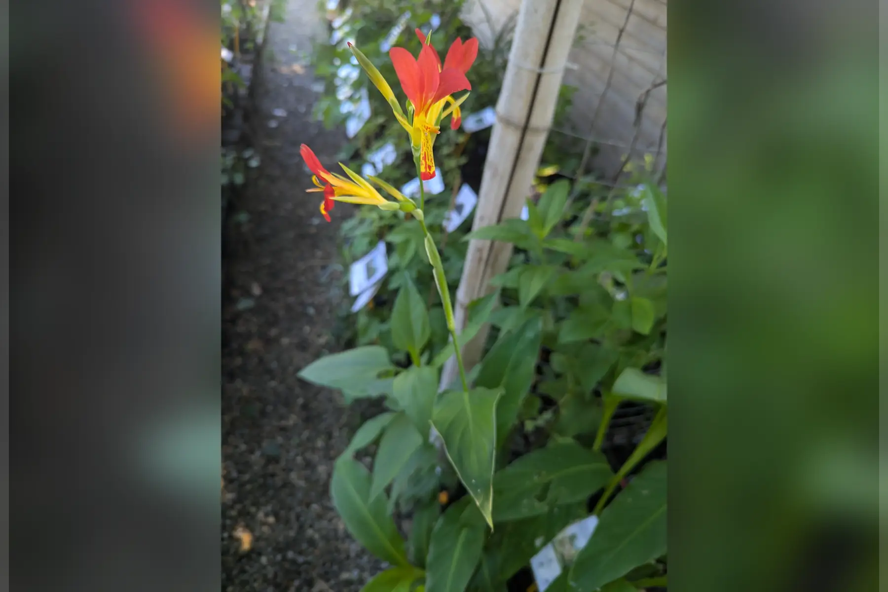 Canna edulis comestible
