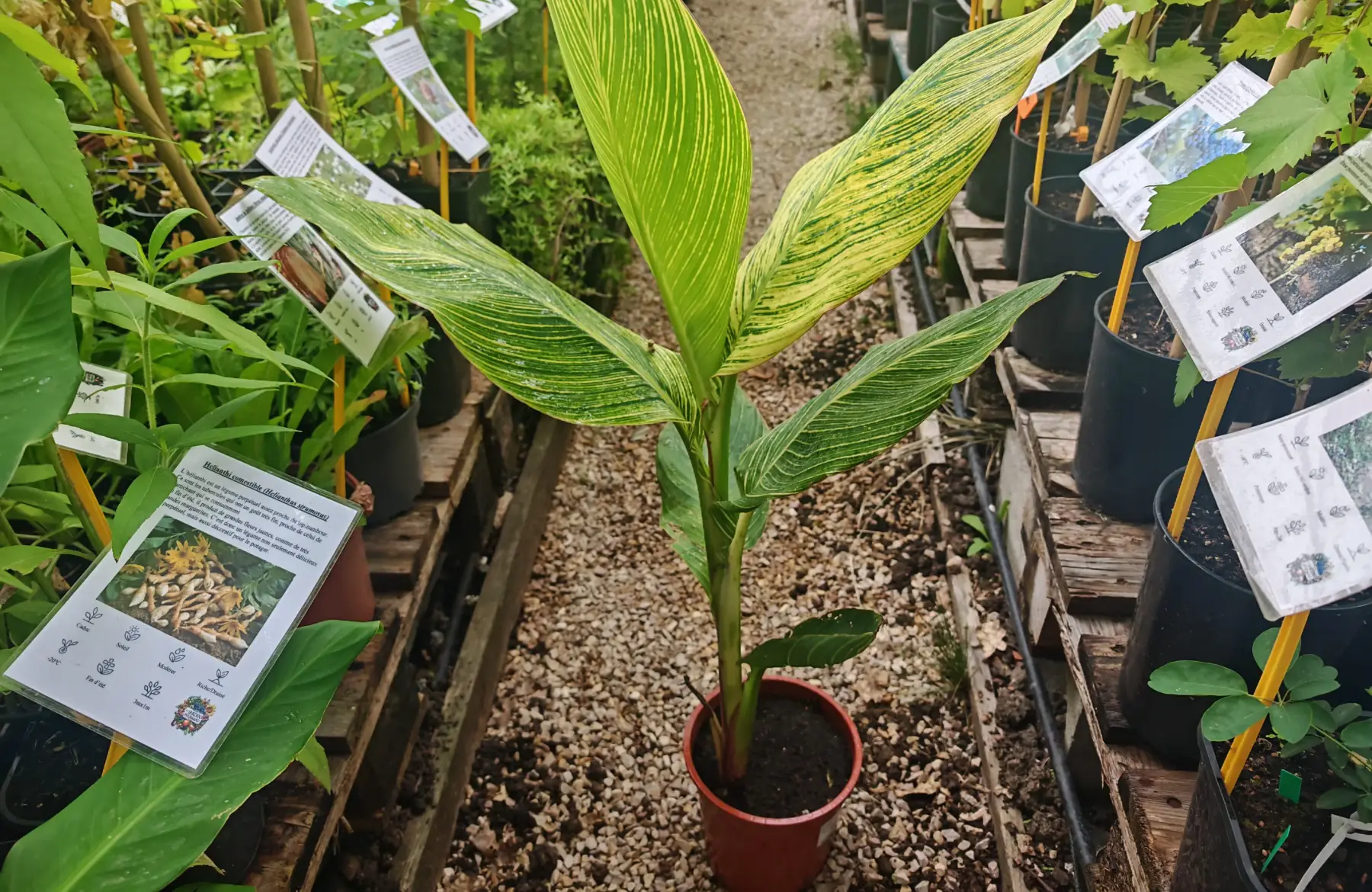 Canna Panach’ à Feuillage Panaché