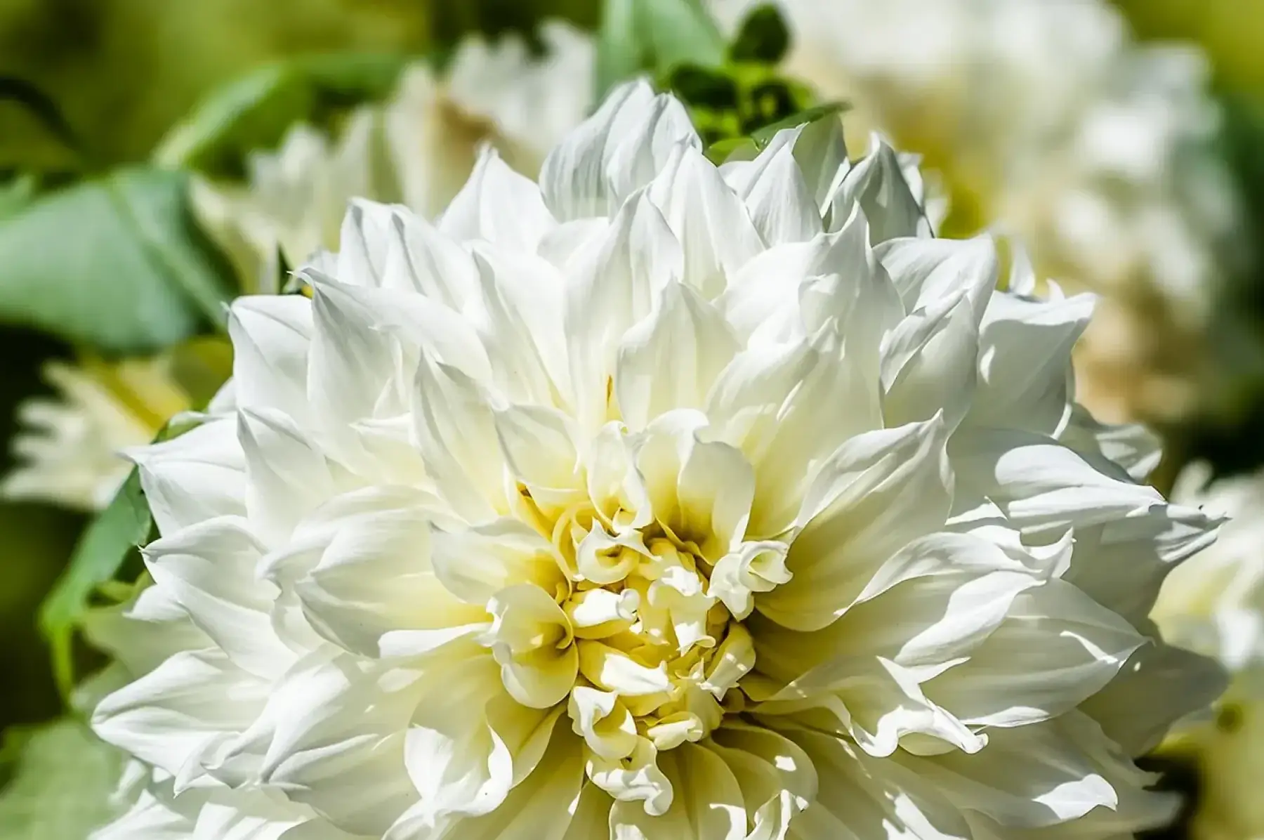 Dahlia géant Fleurel