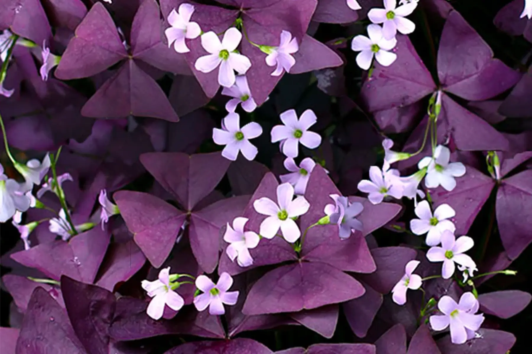 Oxalys pourpre