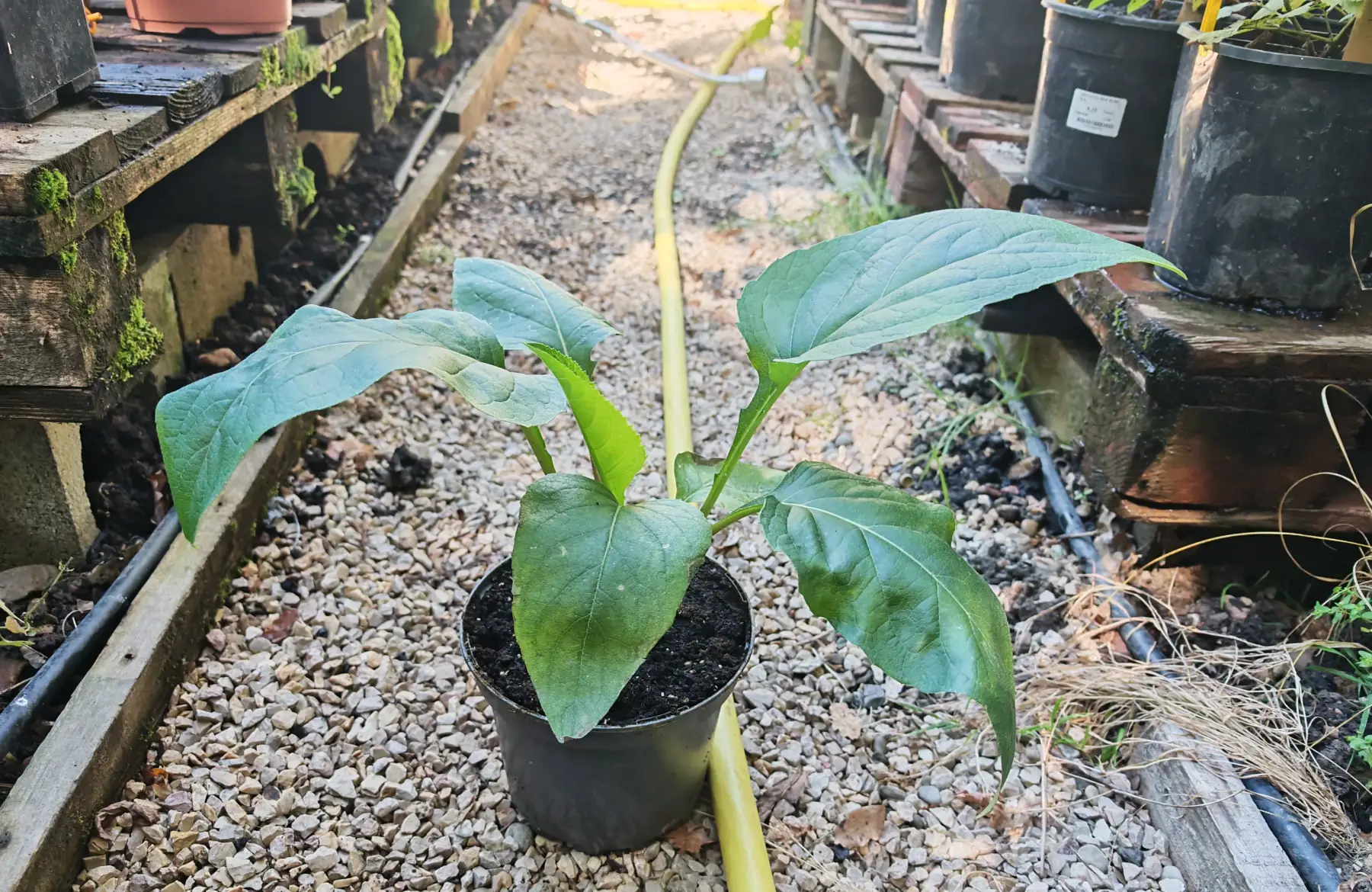 Sylphie perfoliée