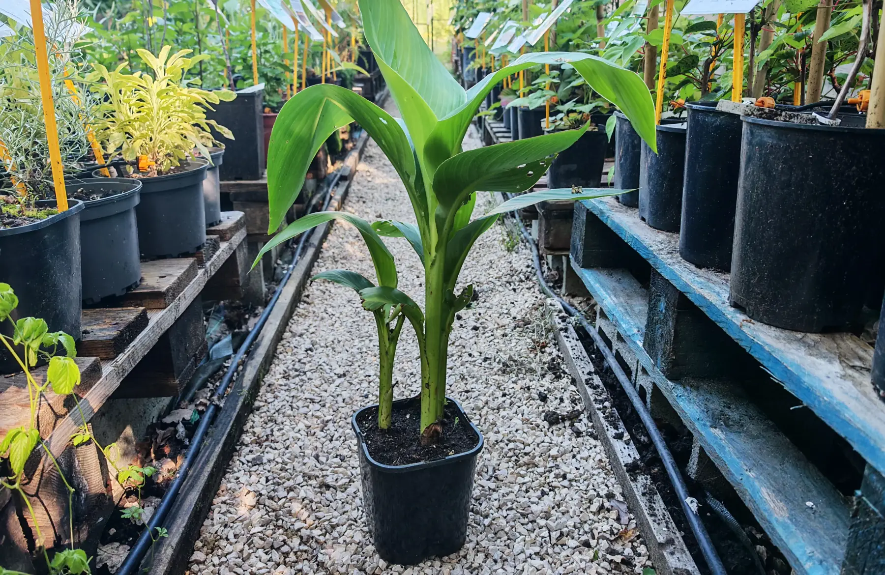 Canna vert