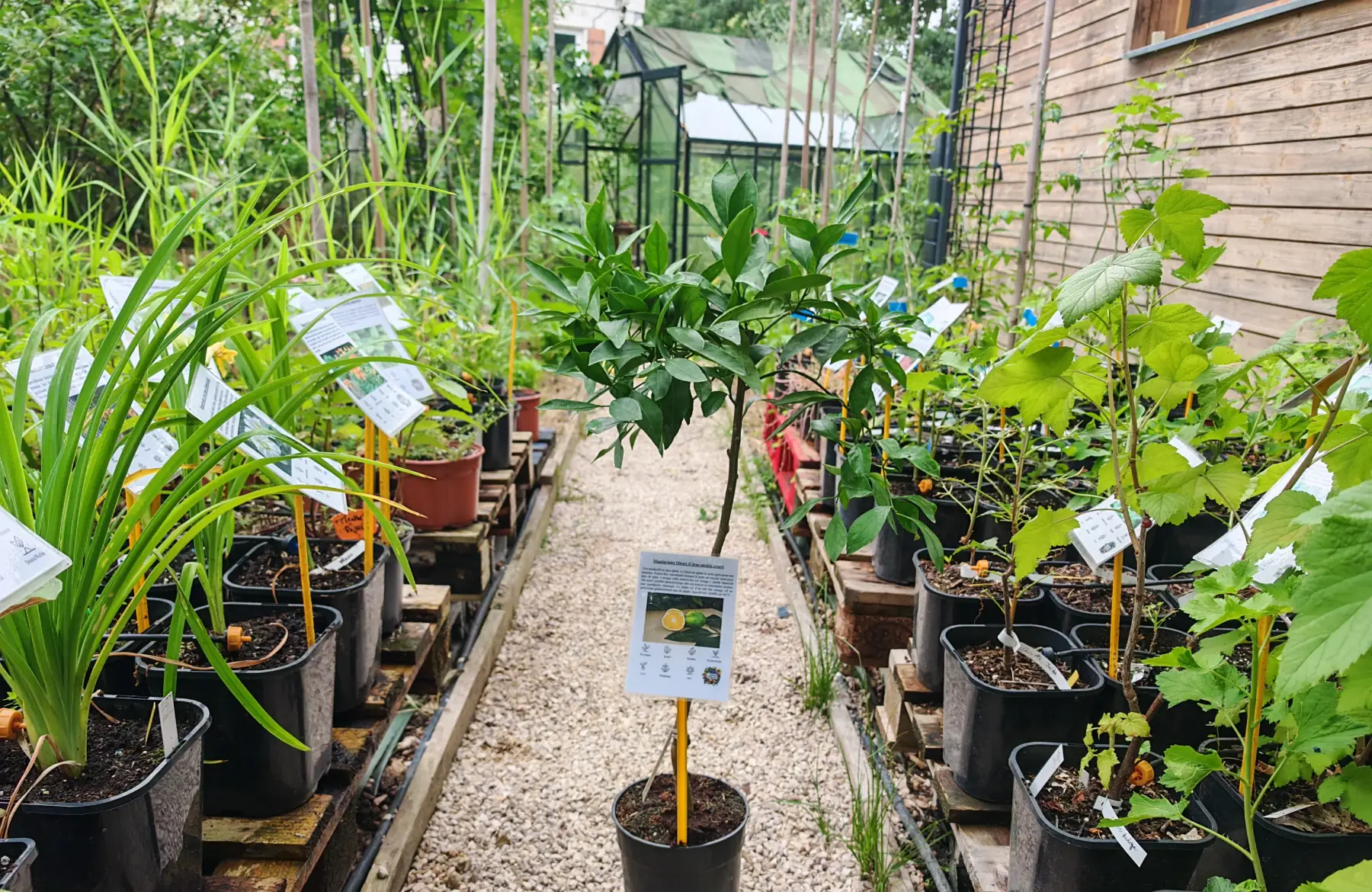 Mandarinier owari