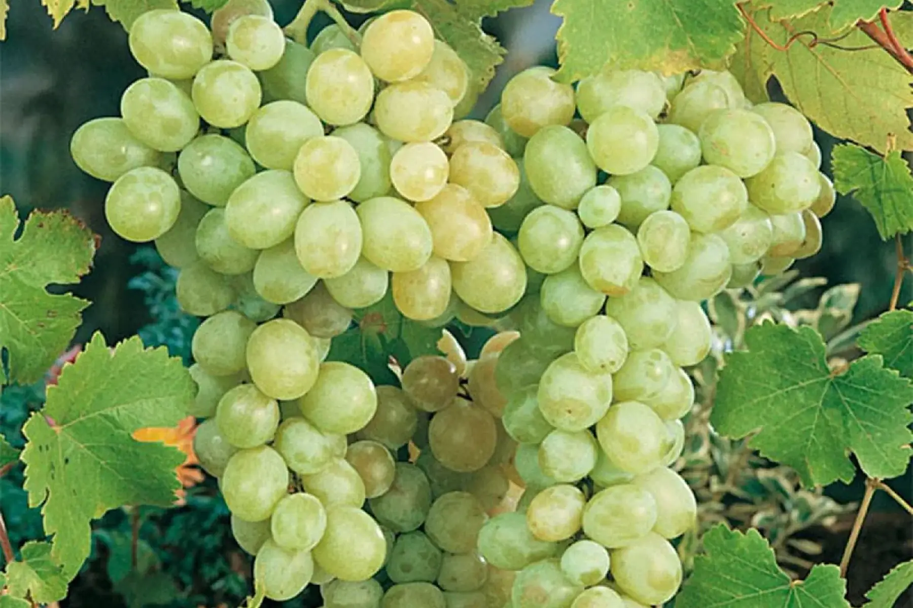 Vigne Italia blanche