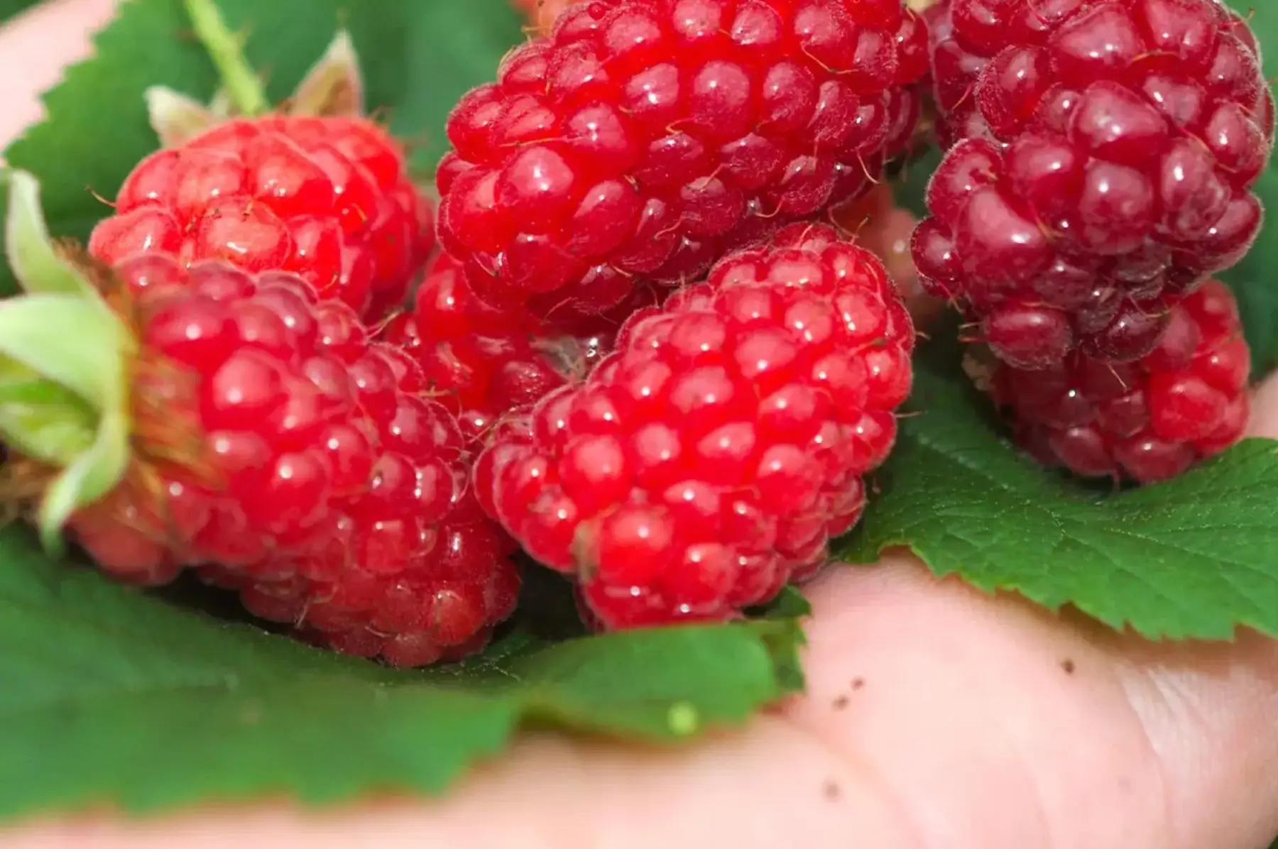 Muroise tayberry Bounty Berry