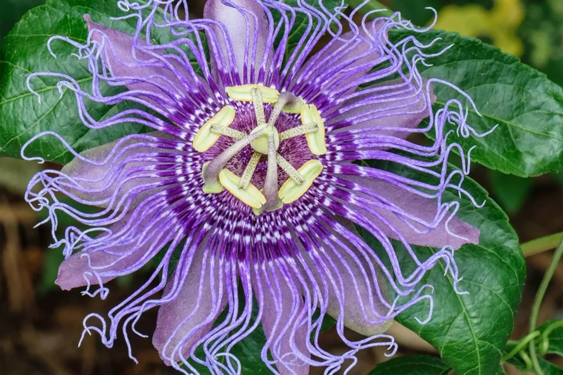 Passiflore incarnata (fruit de la passion)