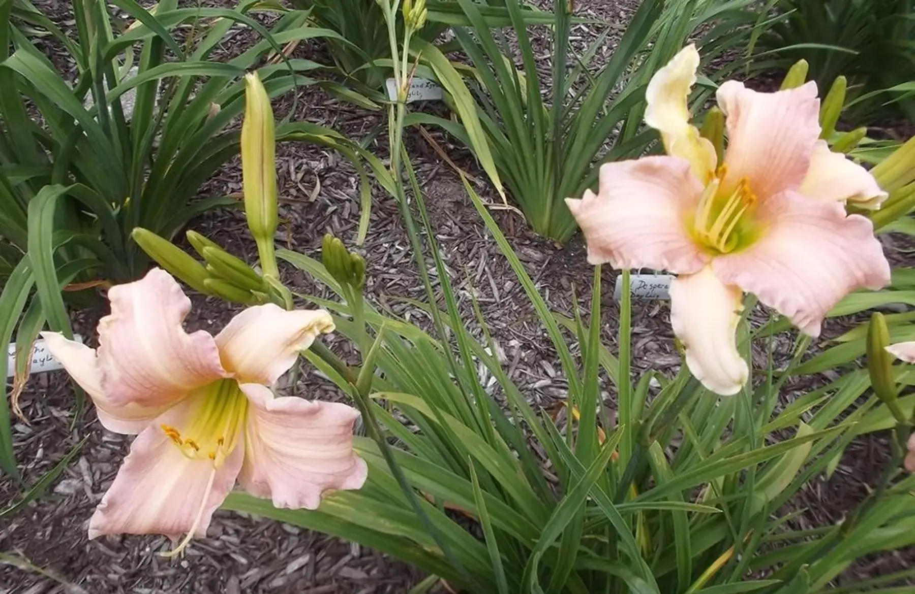 Hemerocalle Luxury Lace