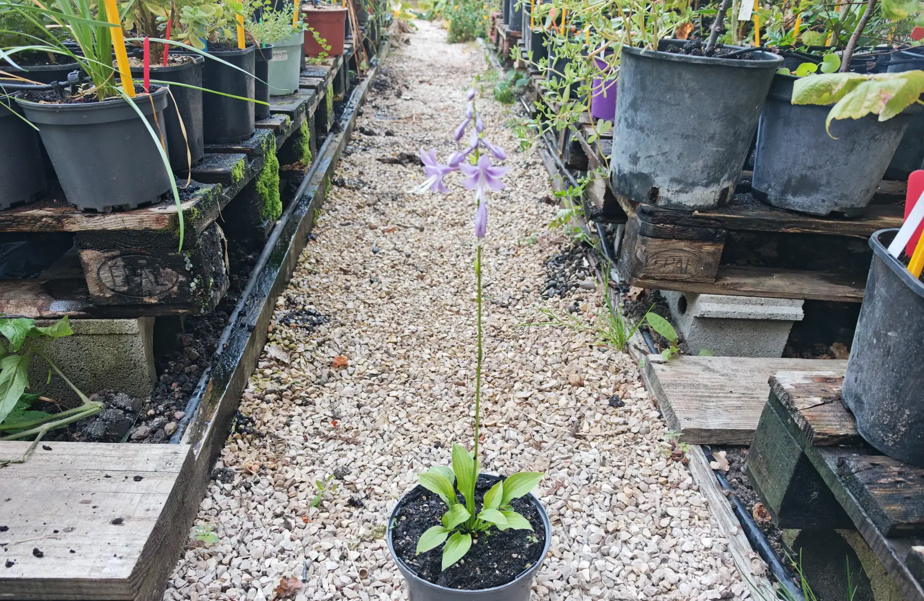 Hosta lemon lime