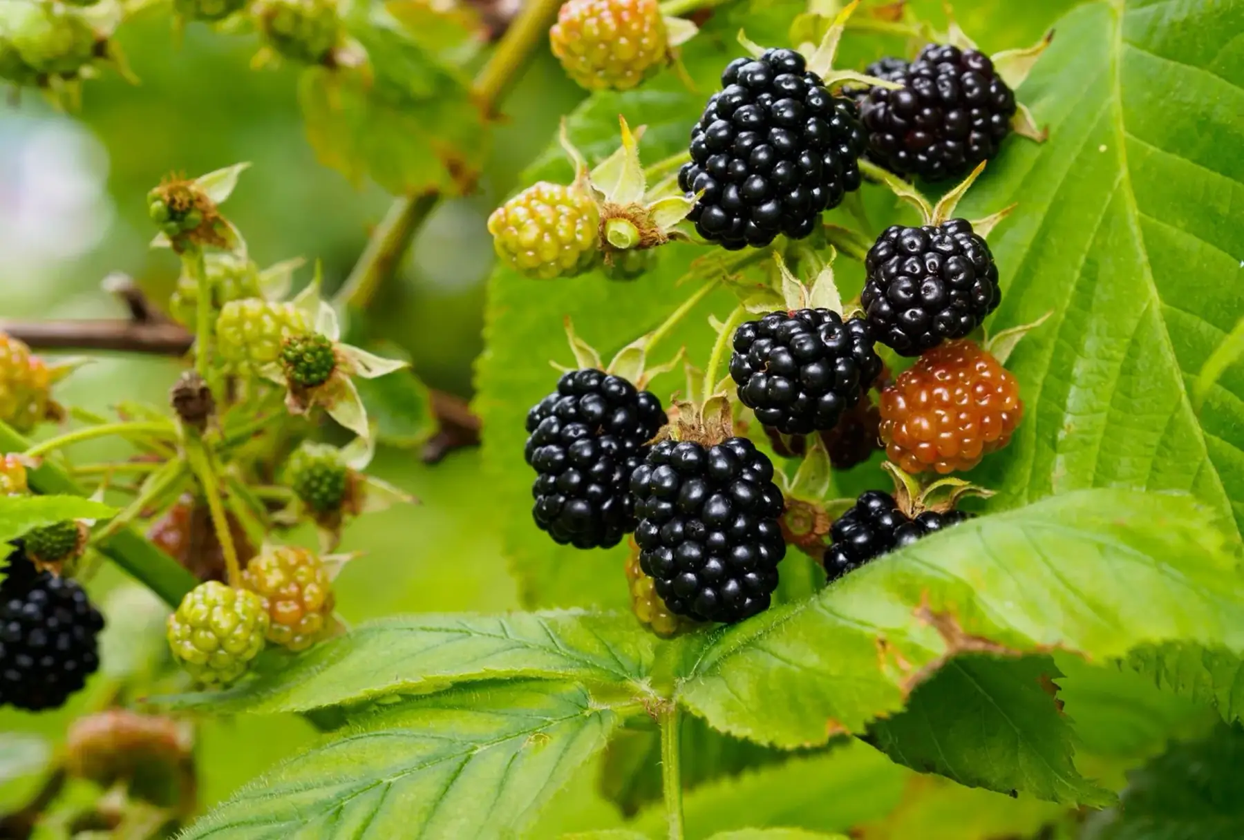 Mûrier géant Cherster Thornless s.épines