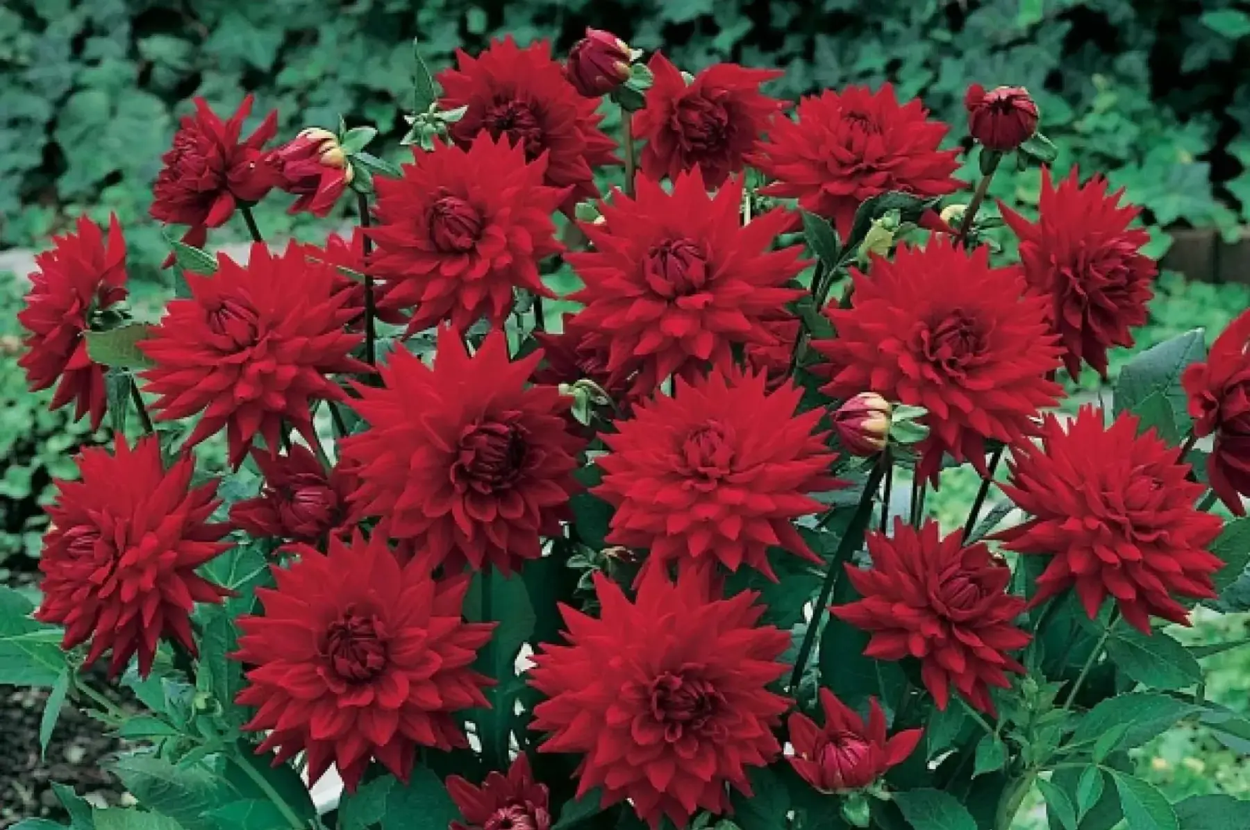 Dahlias semi-cactus nain red pygmy