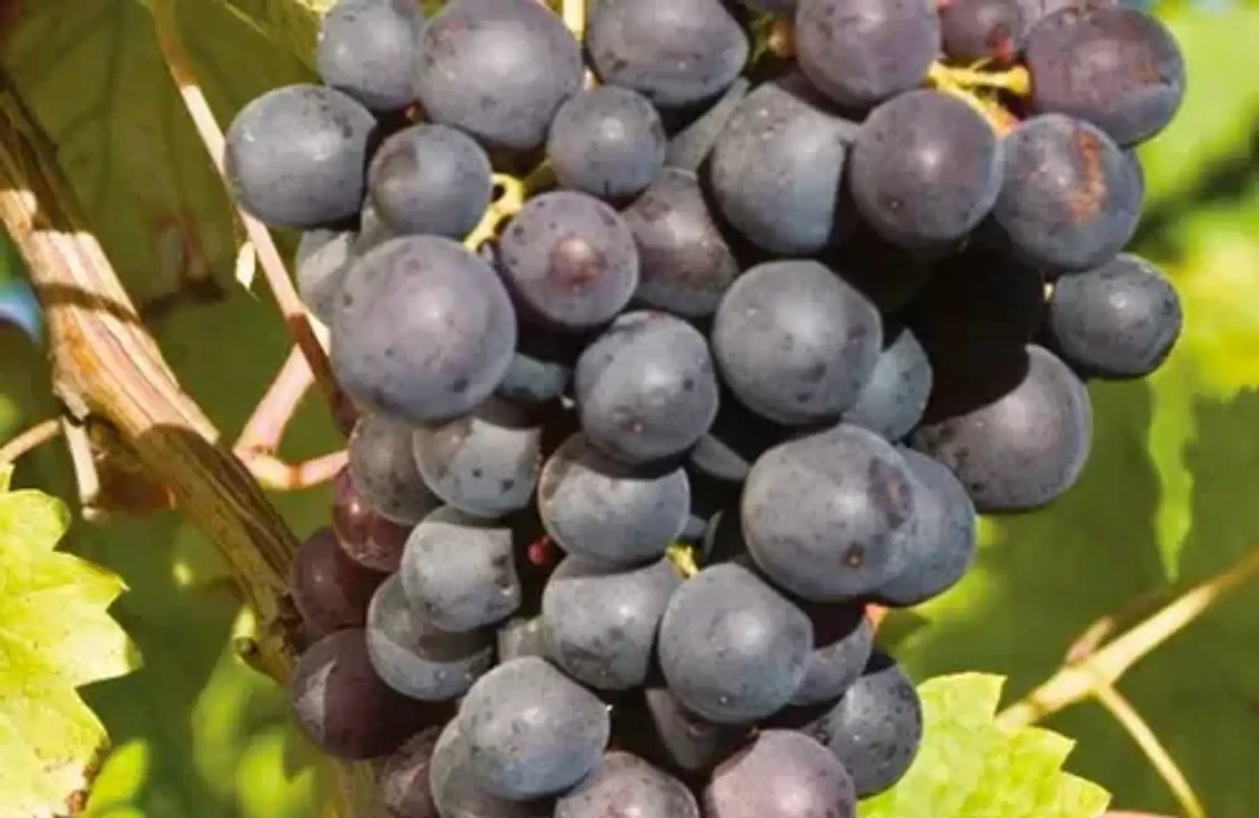 Vigne Othello