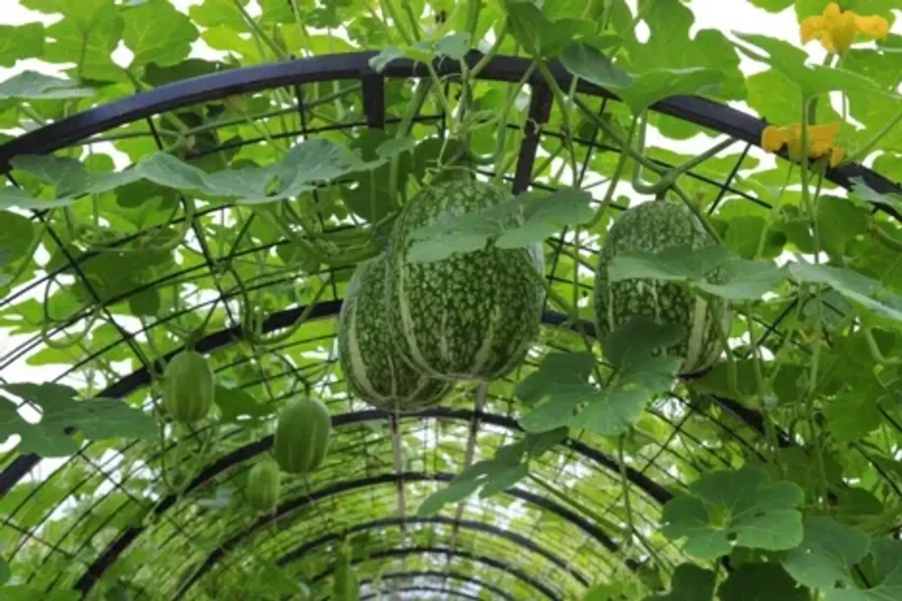 Courge de Siam (bio)
