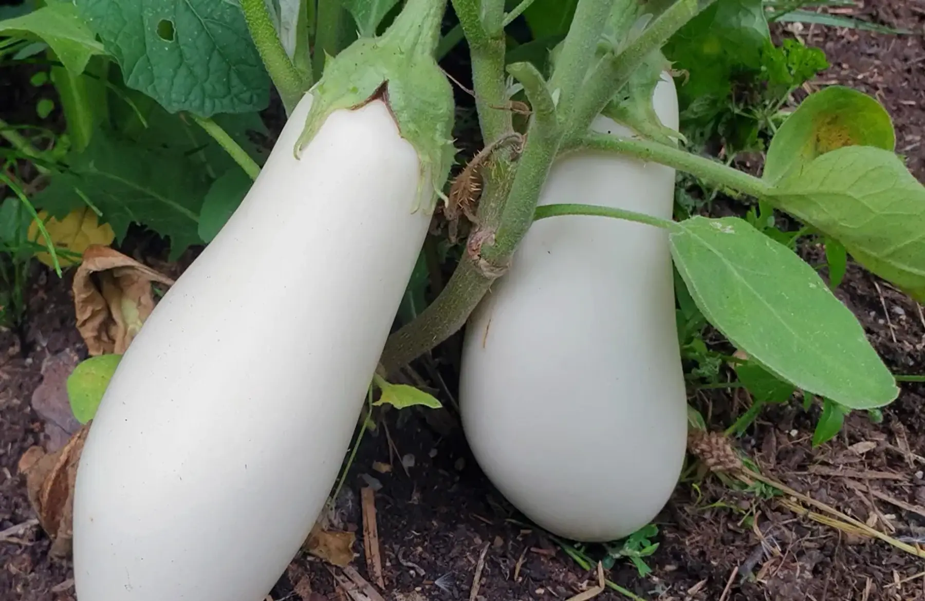 aubergine dourga