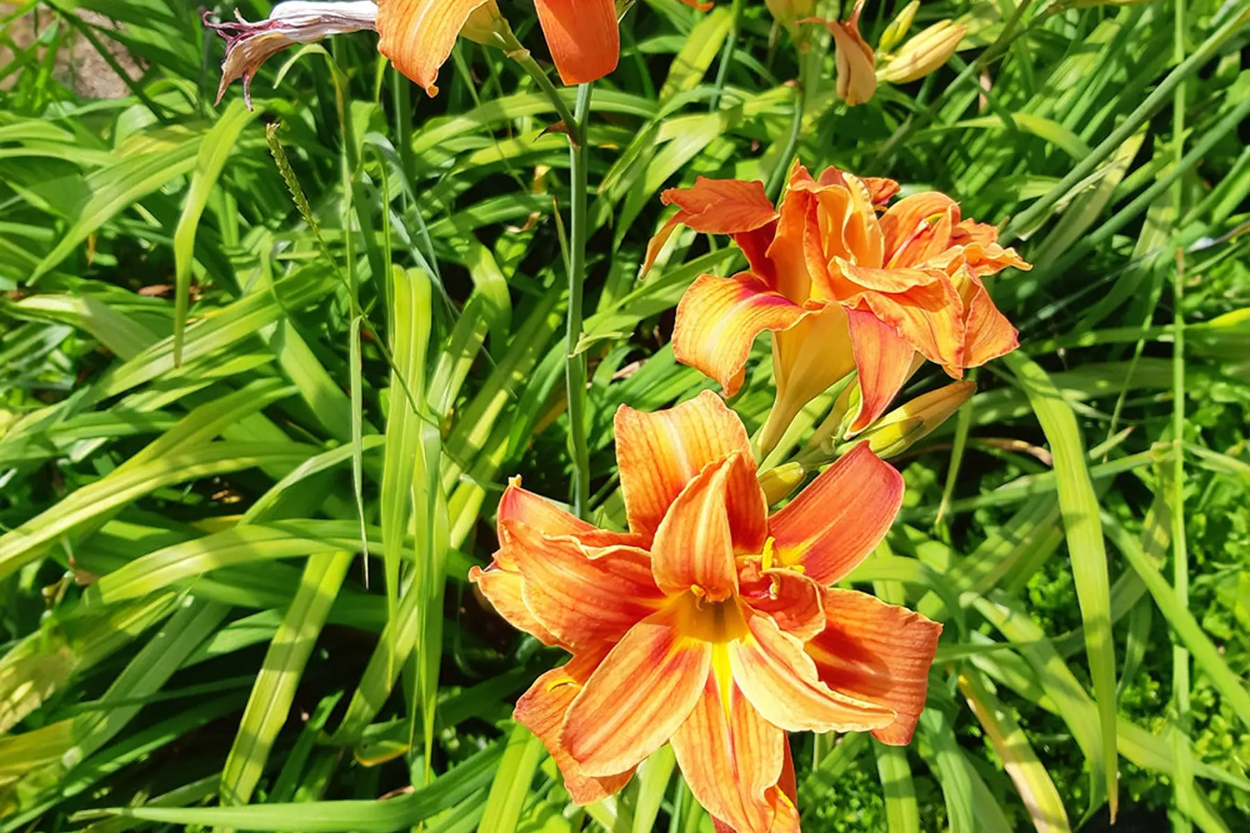 Hémérocalle flore pleno