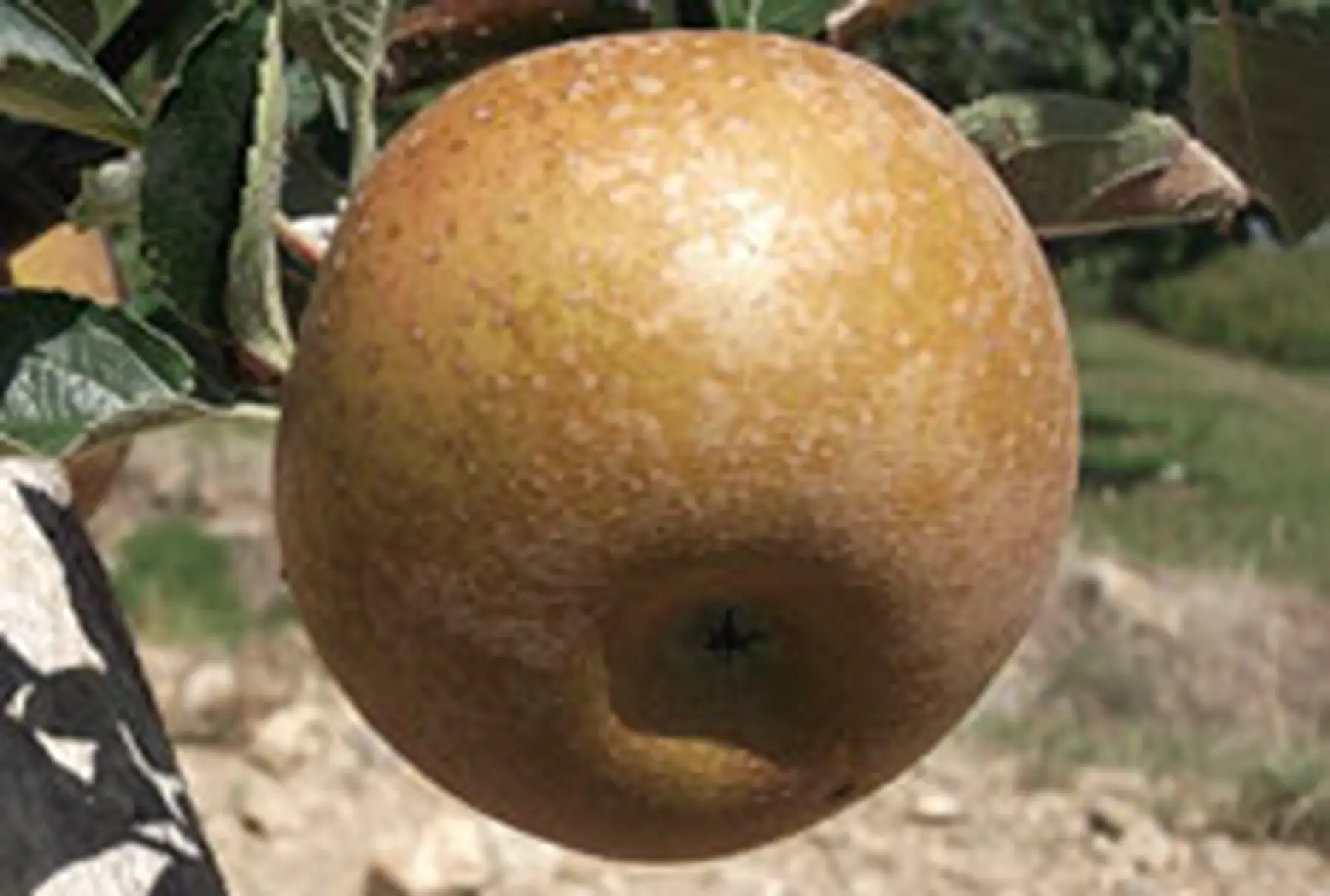 Pommier Reinette grise du Canada