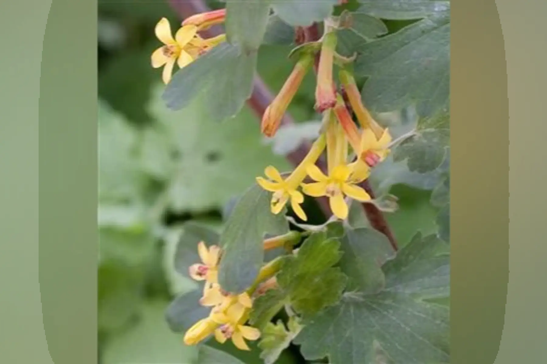Cassissier a fleurs jaune parfumées