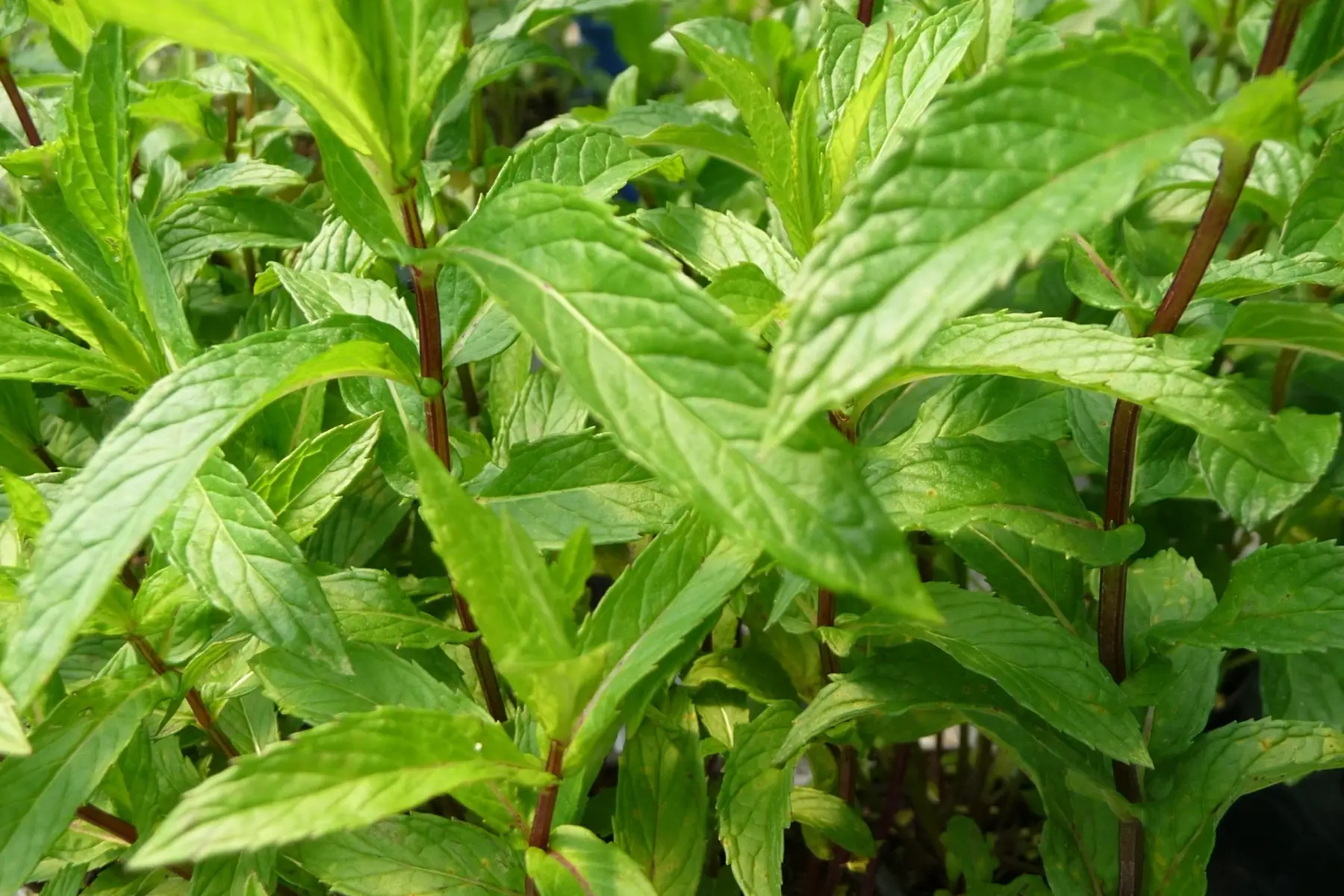 menthe ricqlès