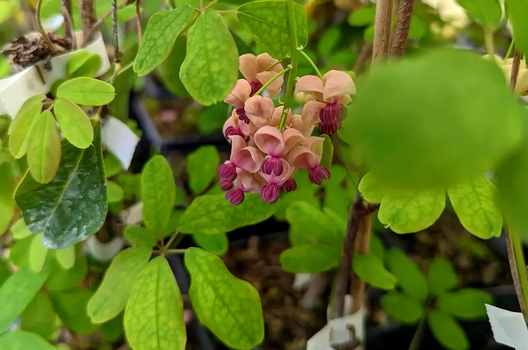 Akebia quinata cream