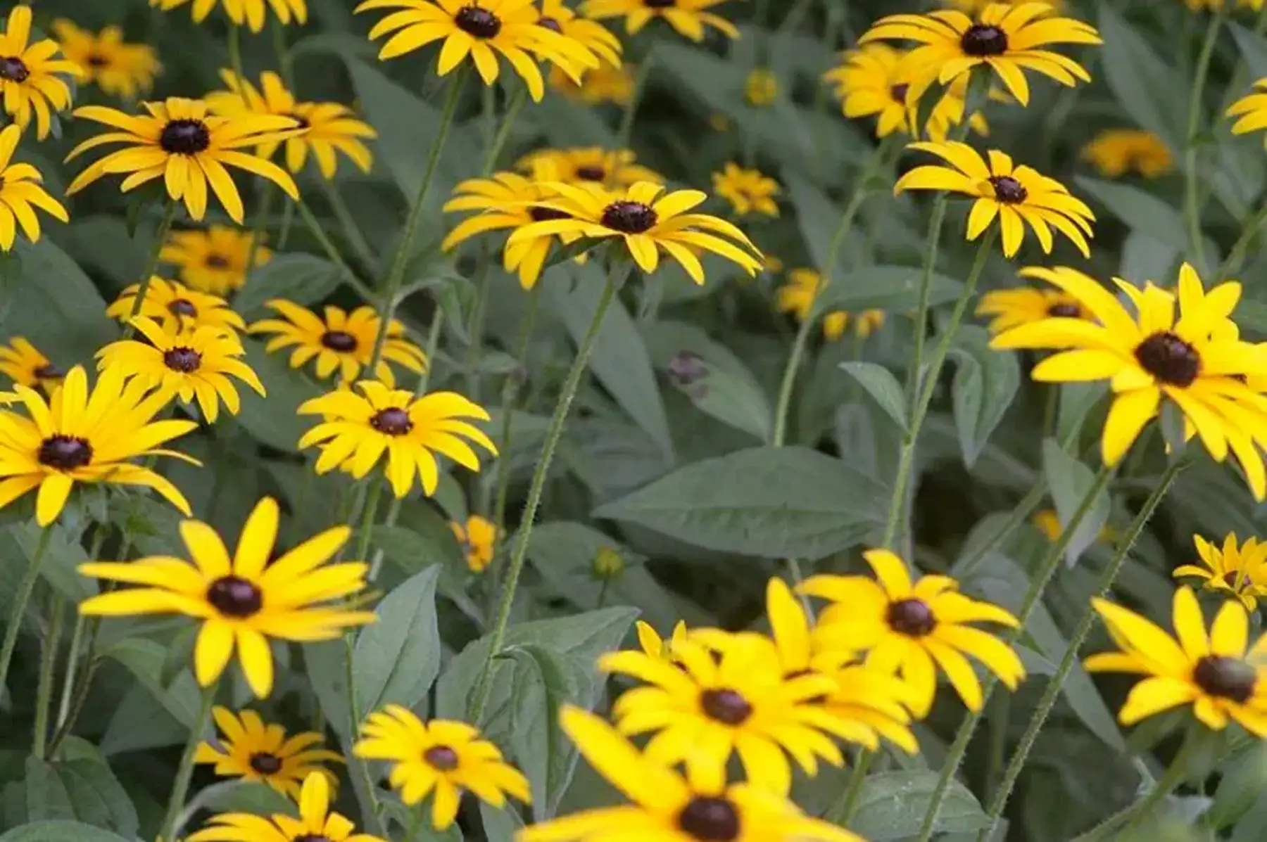 Rudbeckia