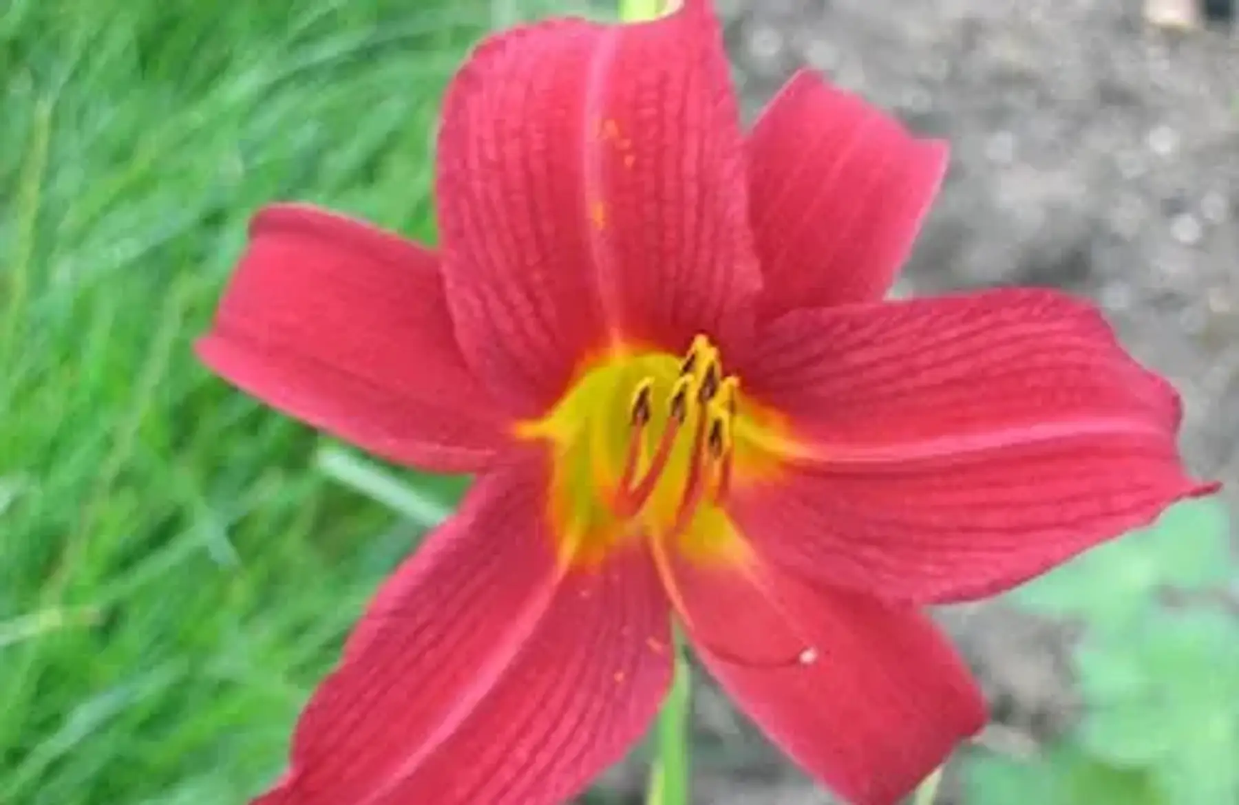 Hémérocalle crimson glory
