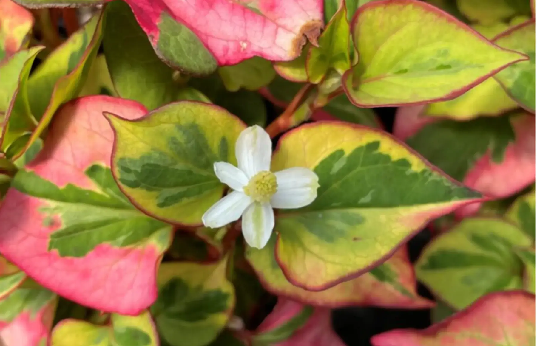 Poivrier de chine cameleon (Houttuynia)