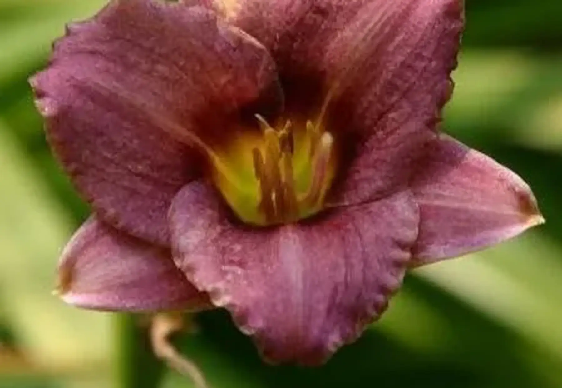 Hémérocalle Rasberry pixie