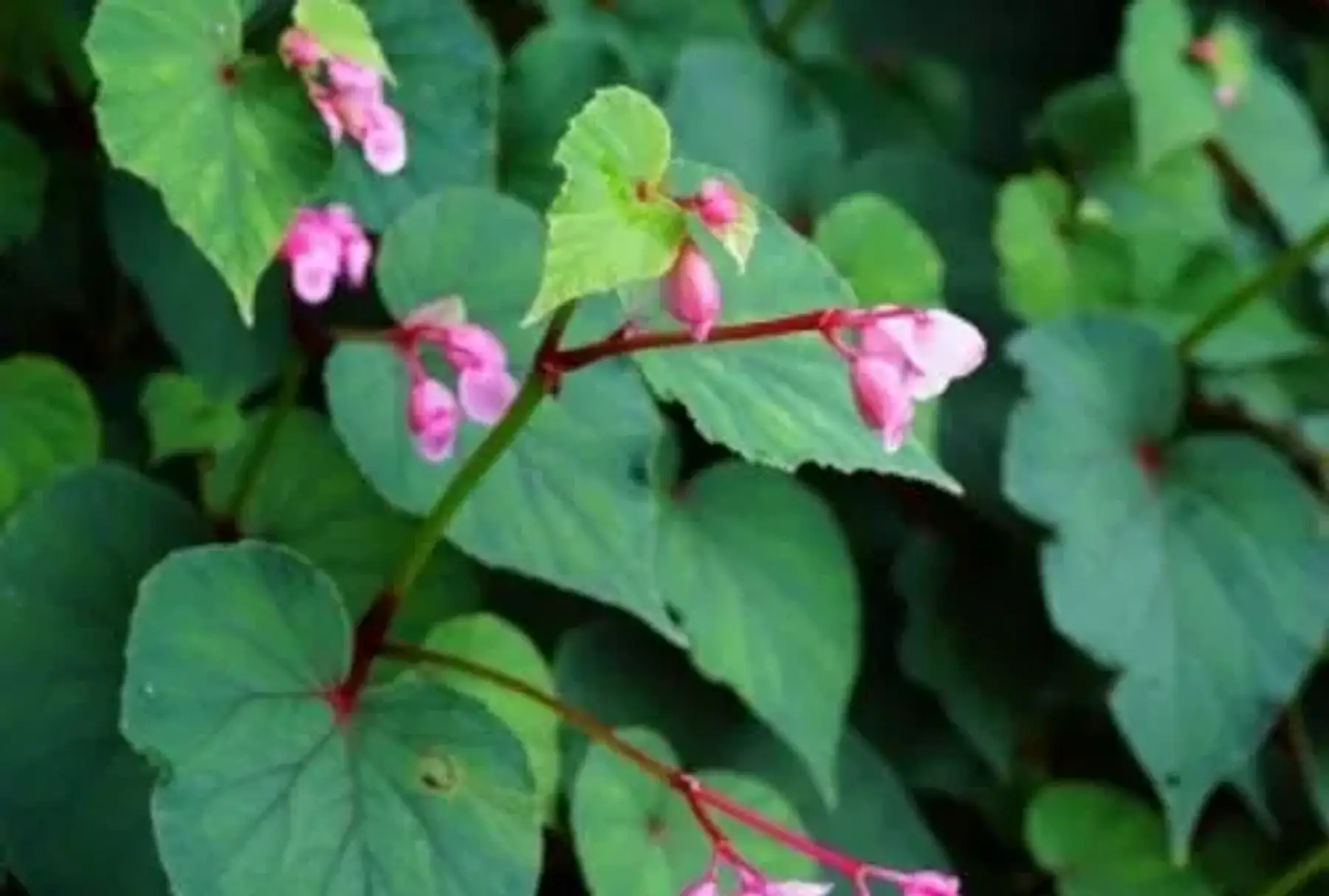 Begonia imposant