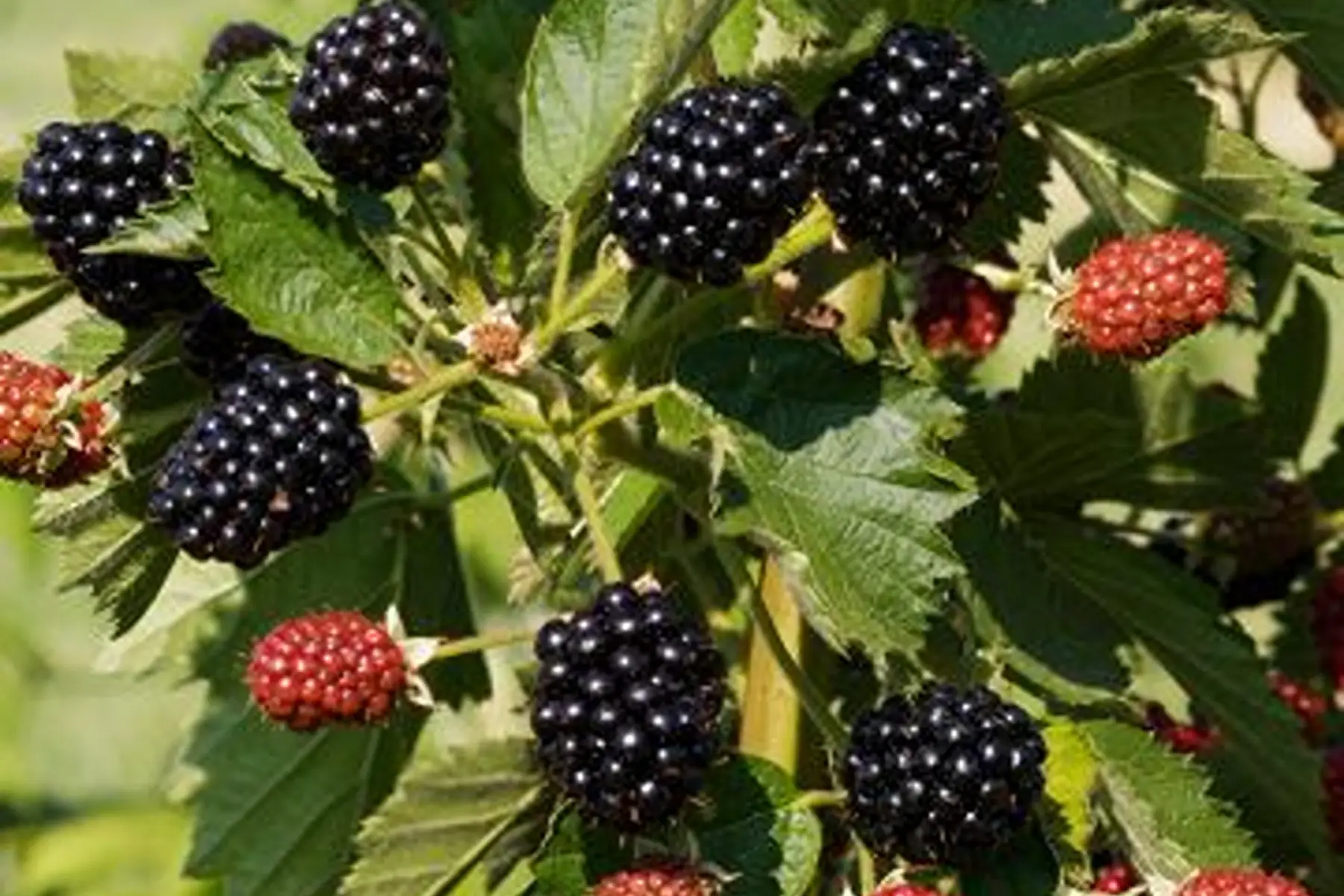 Mûroise Boysenberry