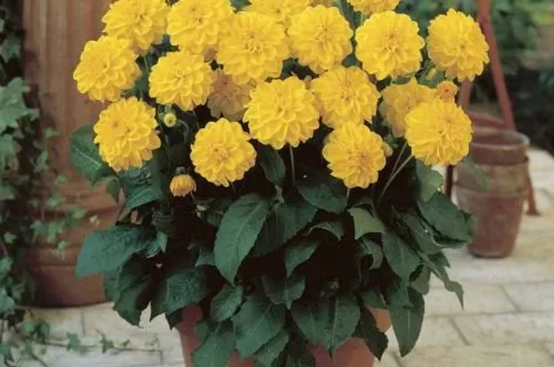 Dahlias décoratif nain sisa