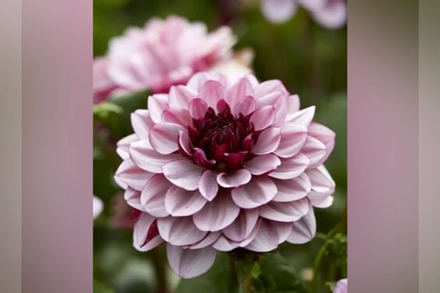 Dahlia "Crème de Cassis"