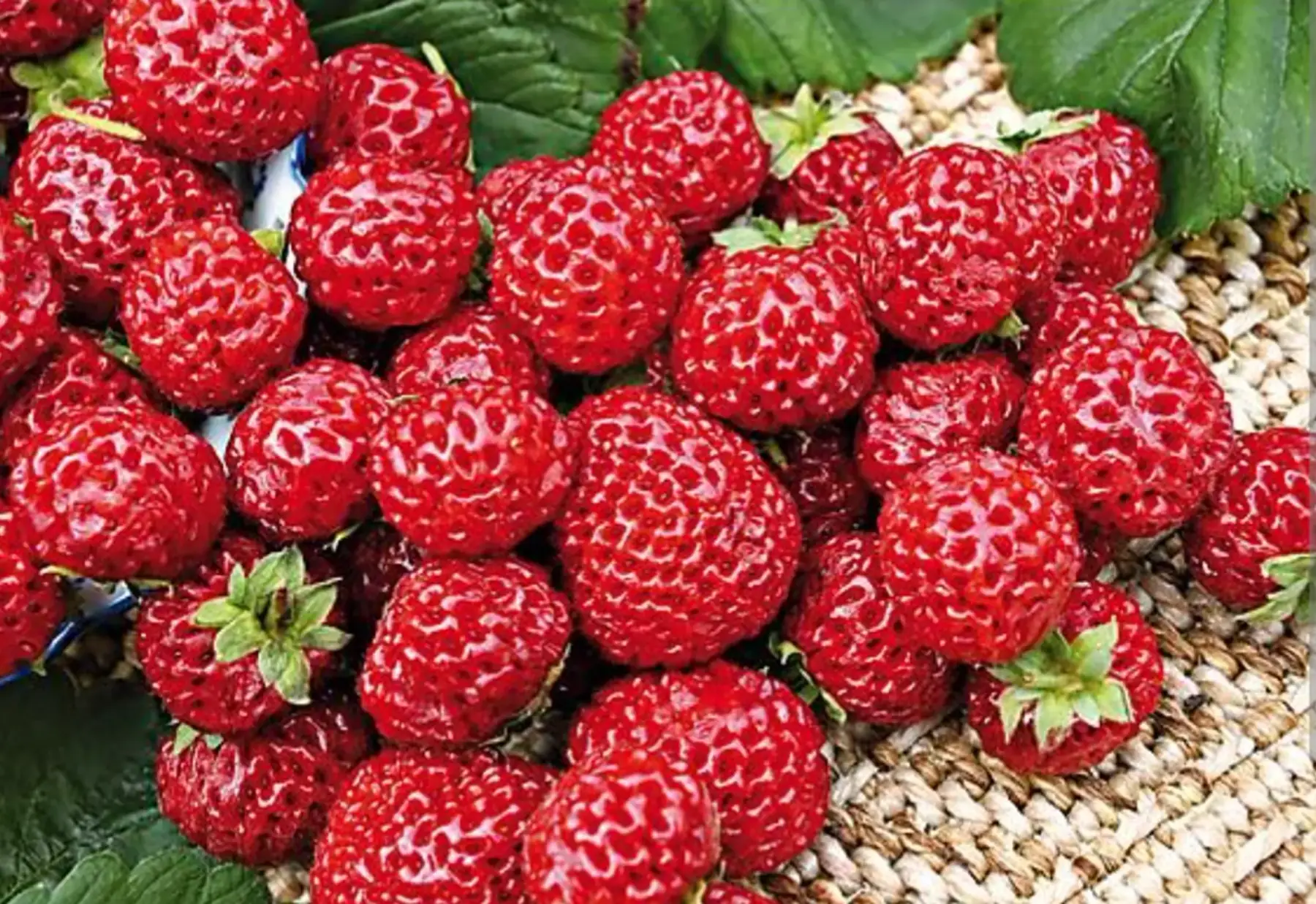 Fraise framboise 'Mieze Schindler'