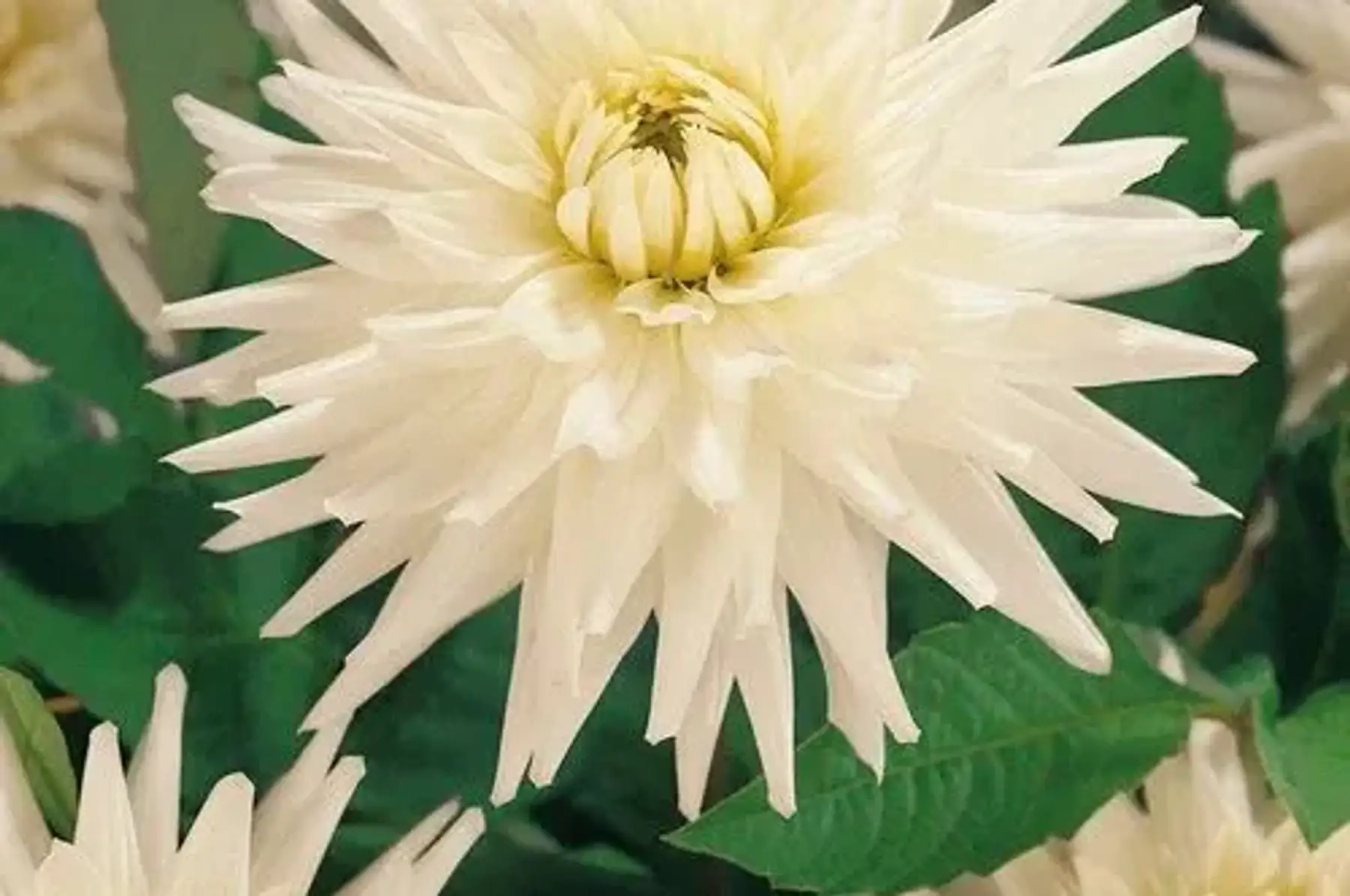 Dahlias semi-cactus my love