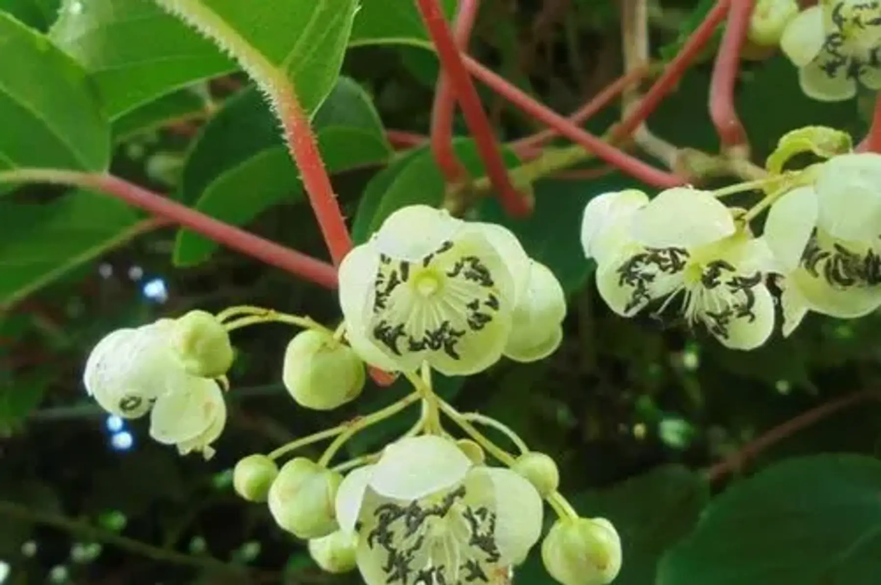 Kiwaï nostino mâle (actinidia arguta)