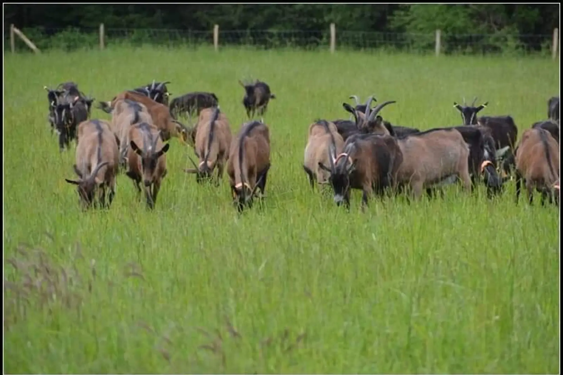 aurore donio (le duc)