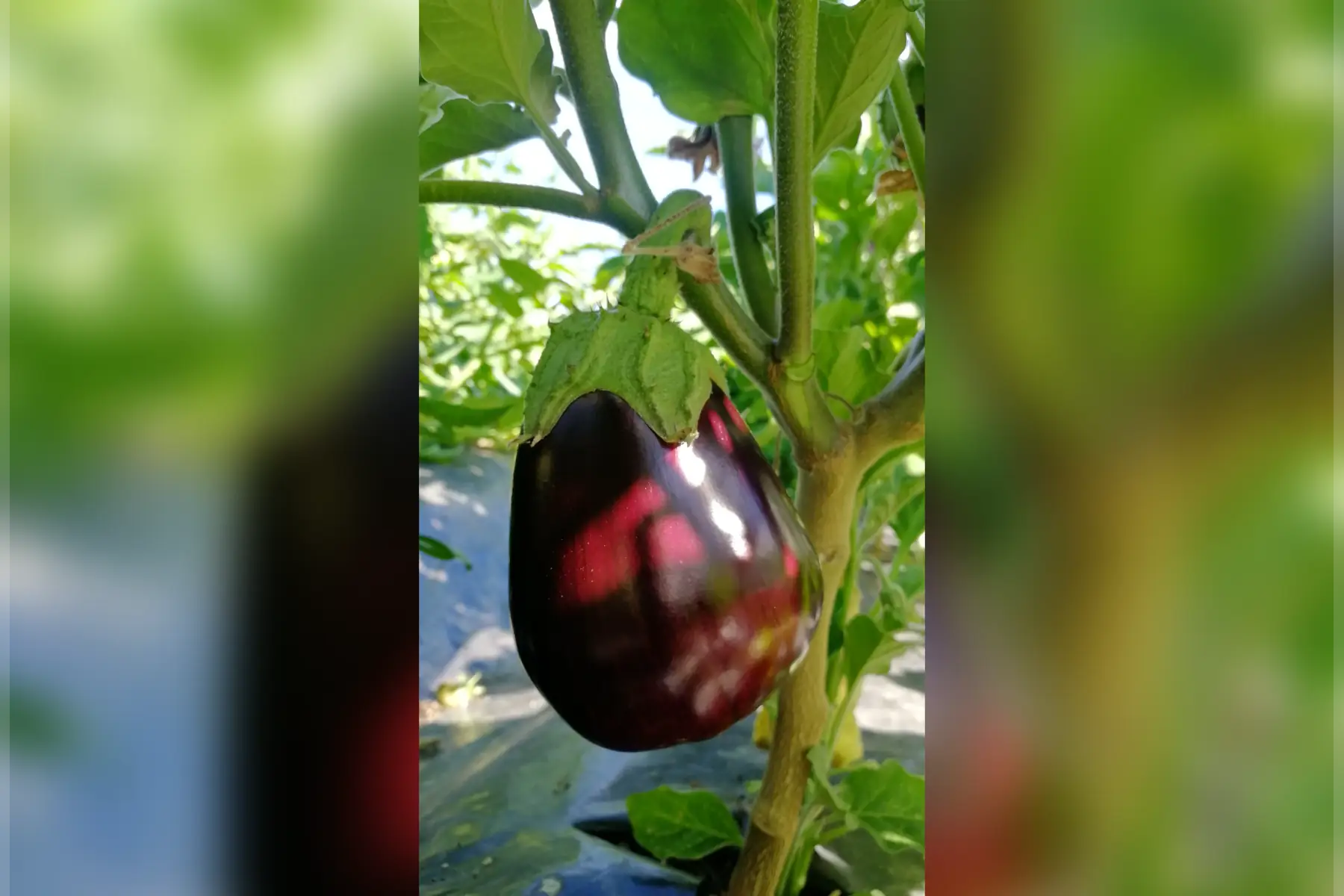 aubergine violette