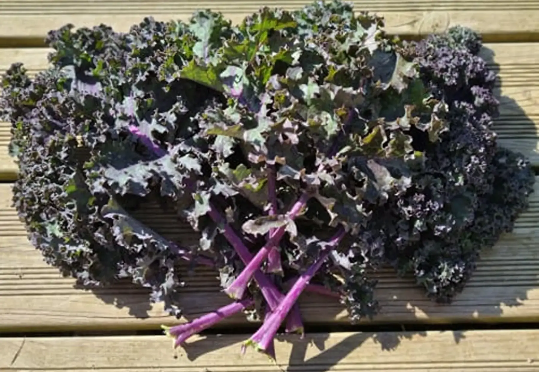 choux kale violet