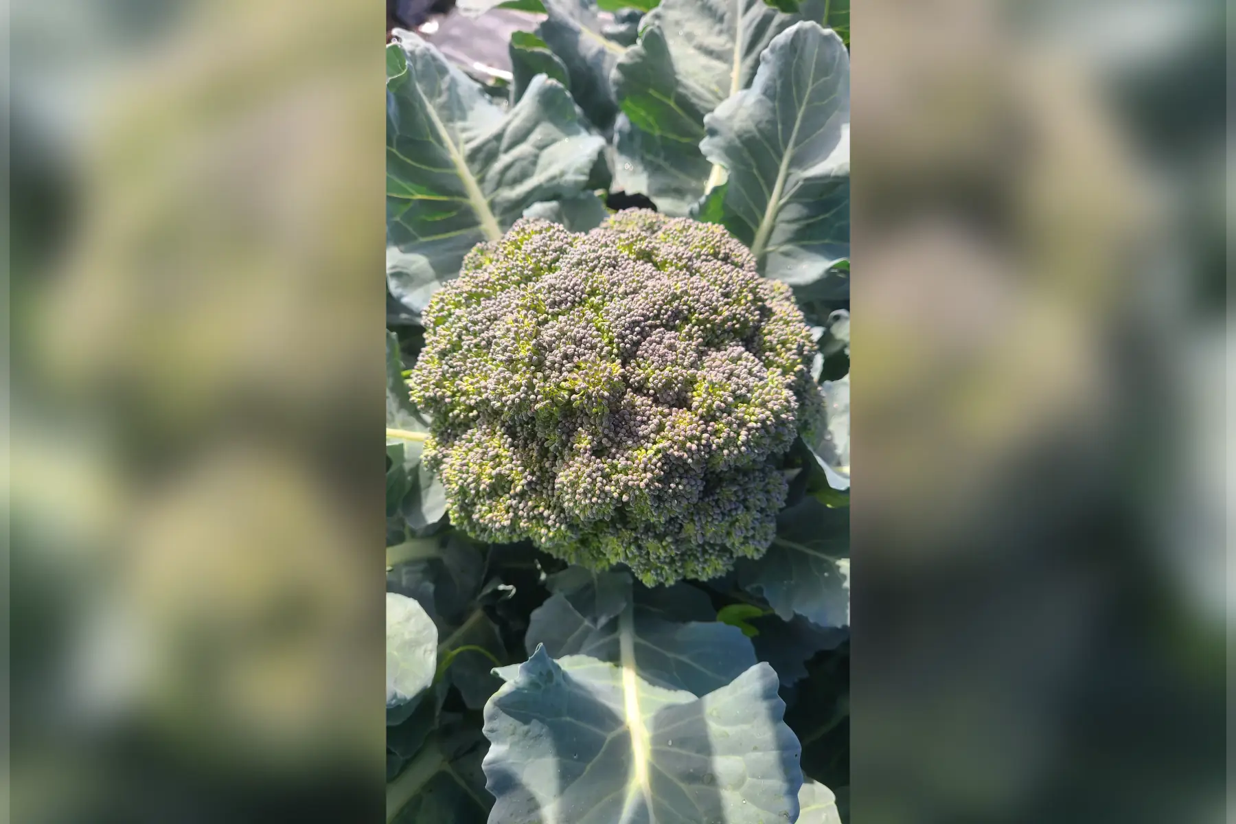 brocoli