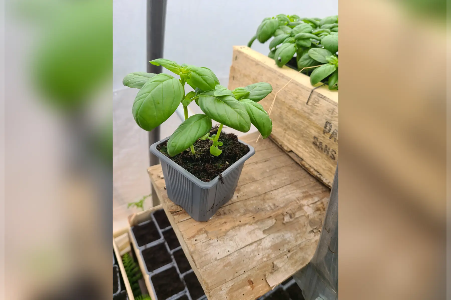 Plants de basilic