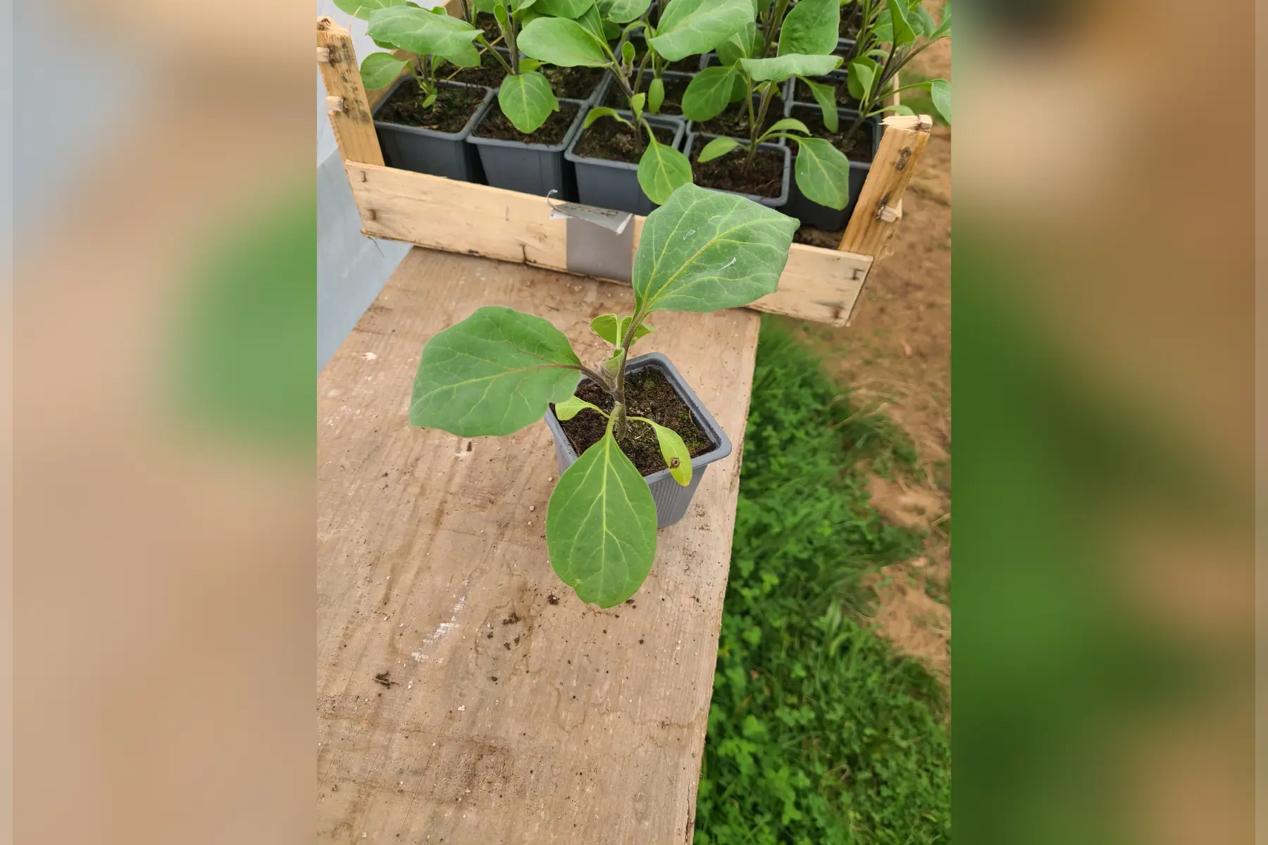Plants aubergines violettes